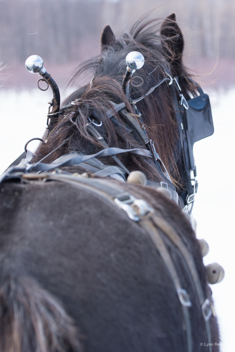 Tamron SP 70-200mm F2.8 Di VC USD sample photo. Clydesdales photography