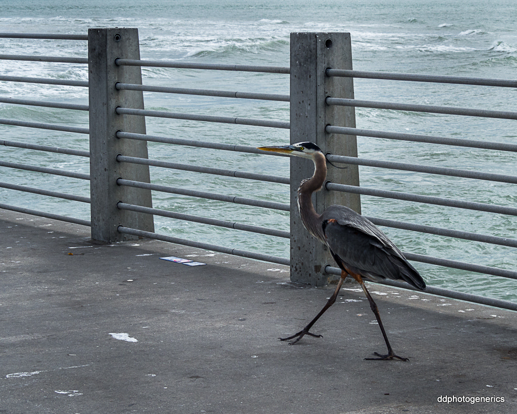 Olympus OM-D E-M10 II sample photo. Precision walker... photography