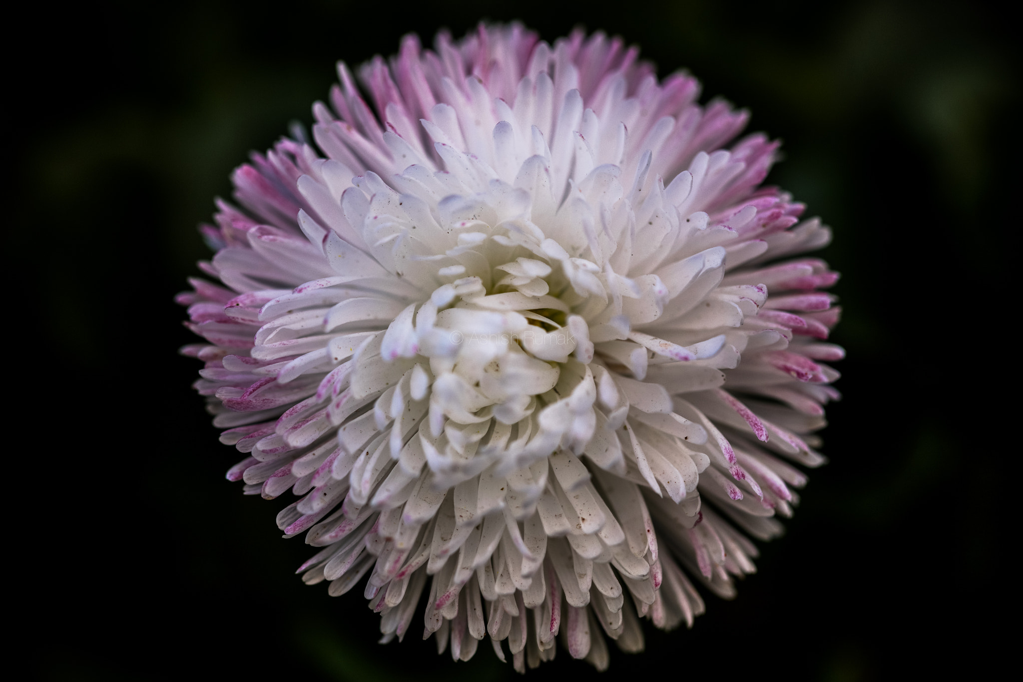 Canon EF 100mm F2.8L Macro IS USM sample photo. Shyguy photography