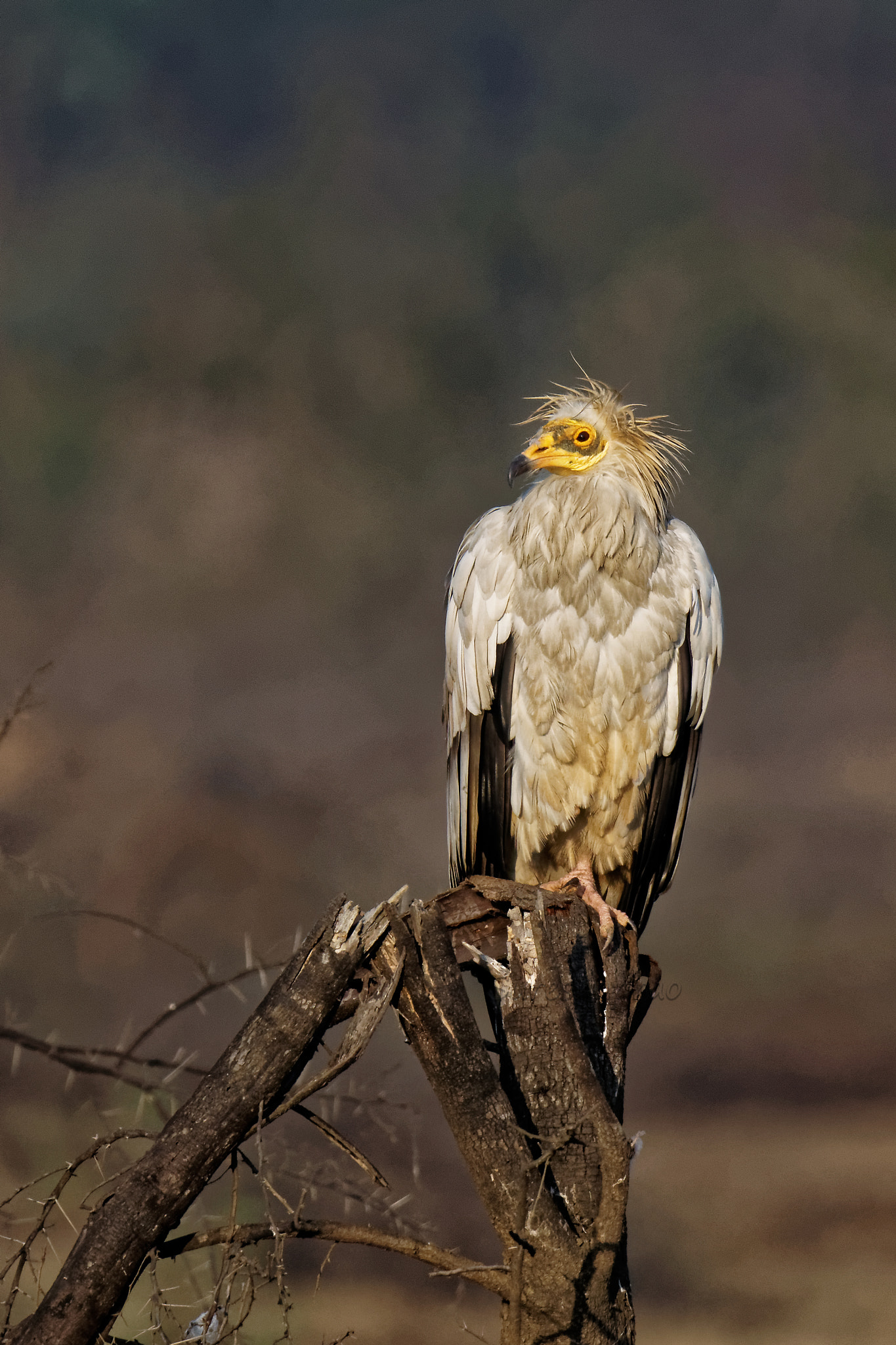 Sony ILCA-77M2 sample photo. Egyptian vulture photography