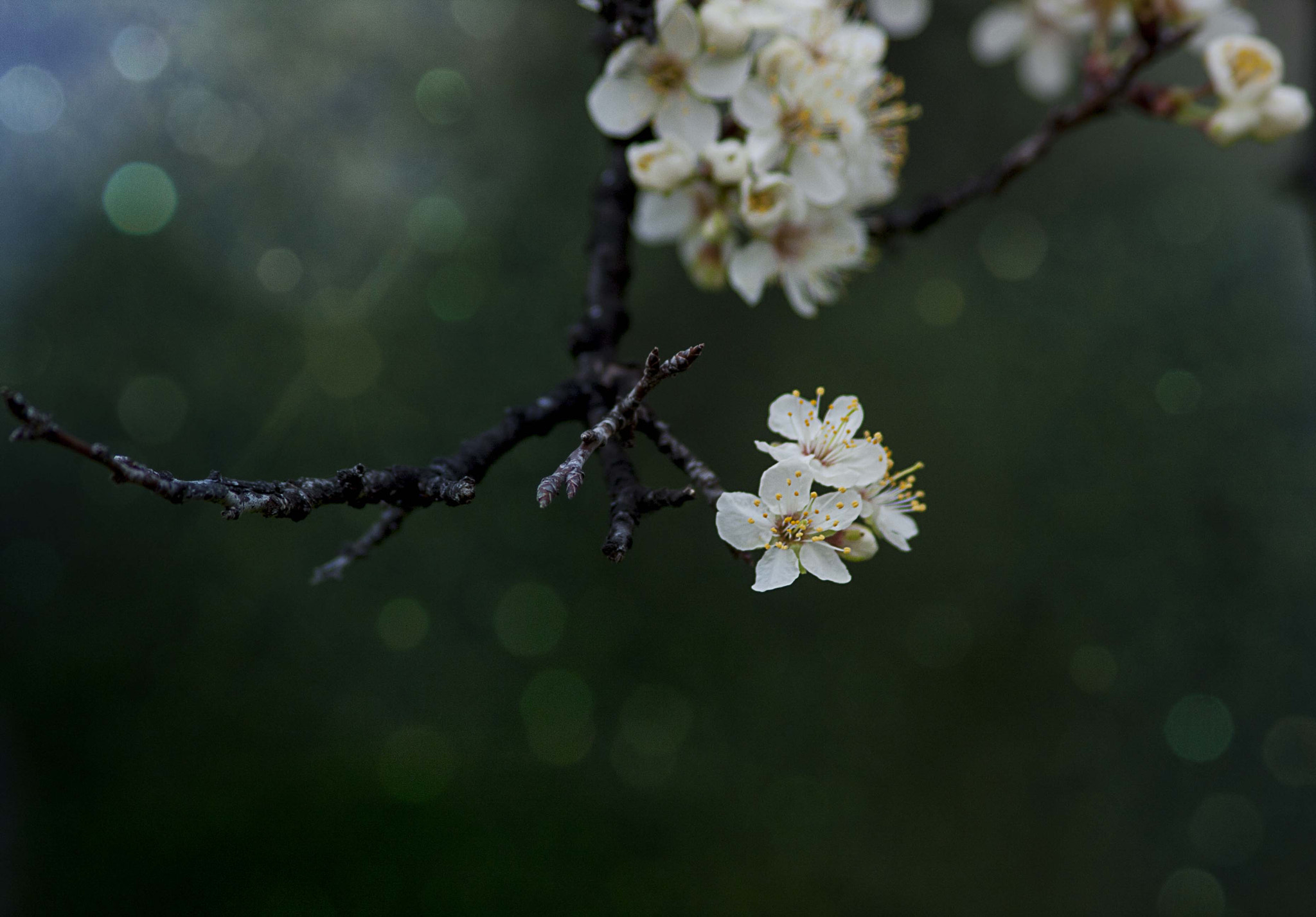 Canon EF 75-300mm F4.0-5.6 IS USM sample photo. Spring photography