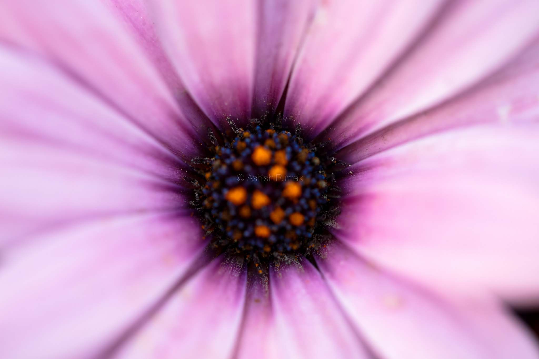 Canon EF 100mm F2.8L Macro IS USM sample photo. 1w1a8105-2.jpg photography