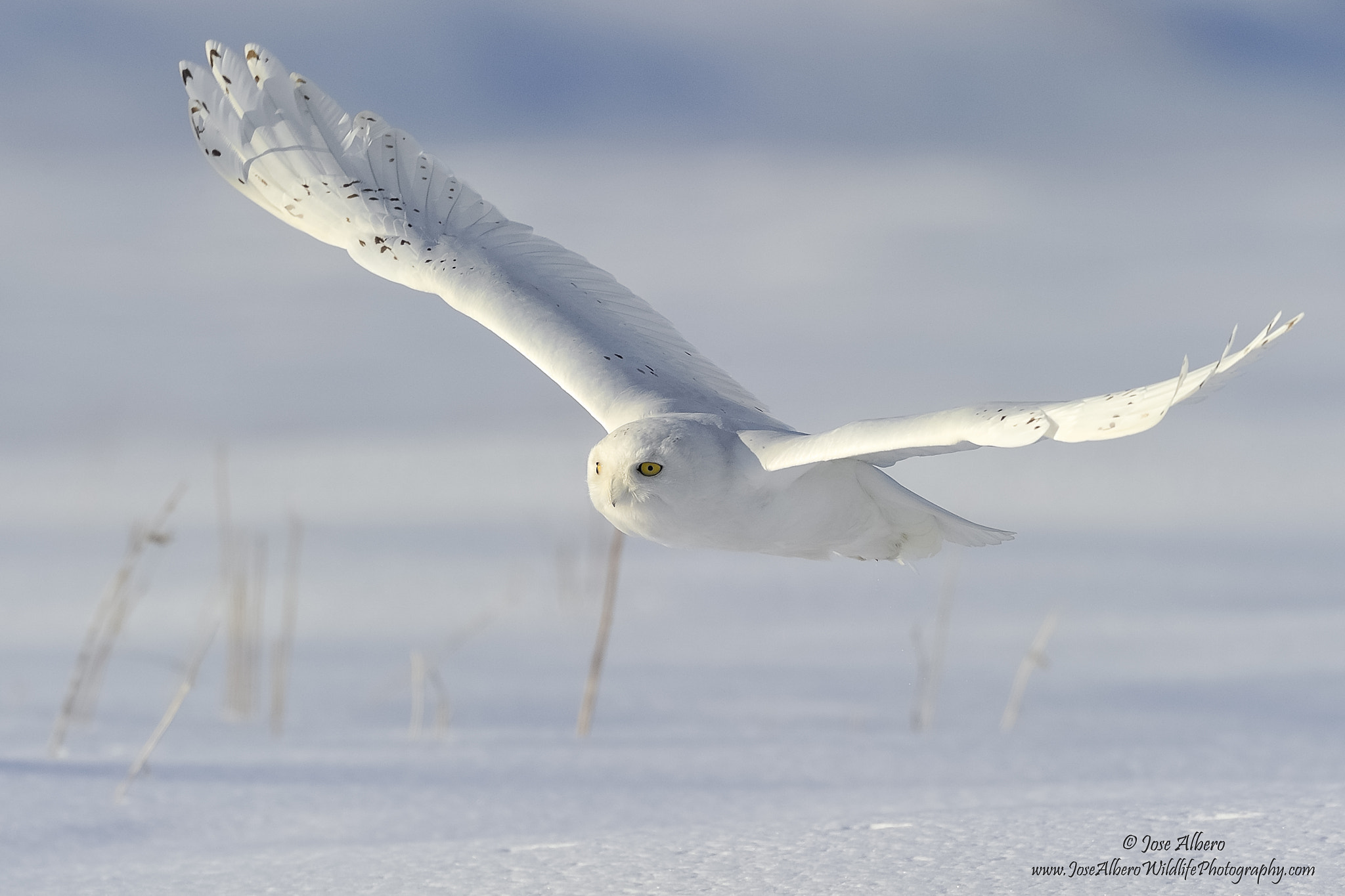 Nikon AF-S Nikkor 500mm F4D ED-IF II sample photo. Male snowy owl photography