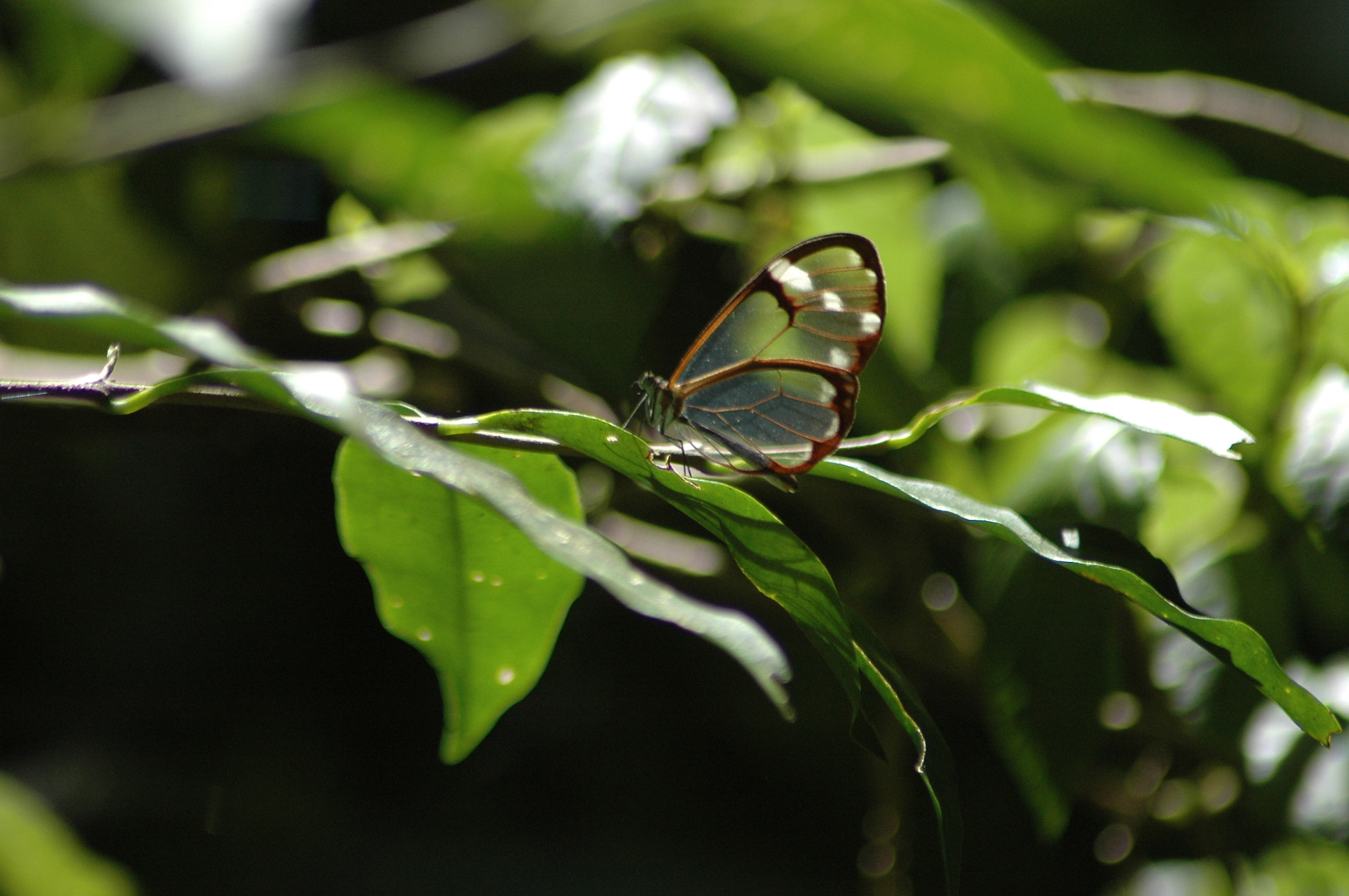 Nikon D70 sample photo. Mariposa photography