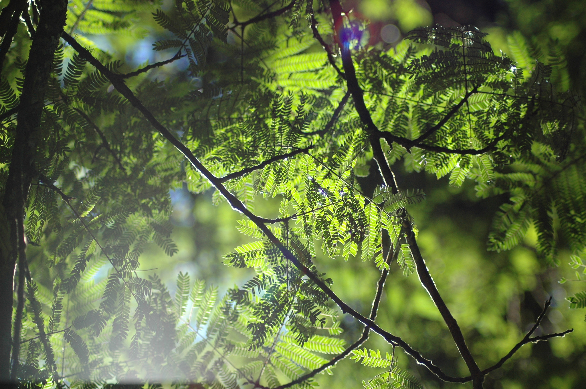 Nikon D70 sample photo. Entre verdes photography