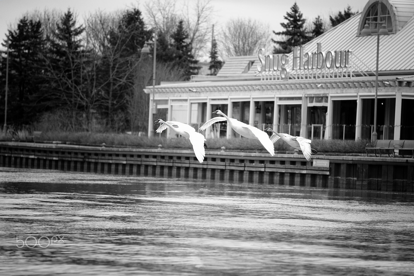 Nikon AF Nikkor 180mm F2.8D ED-IF sample photo. Swans in flight - snug harbour, port credit photography