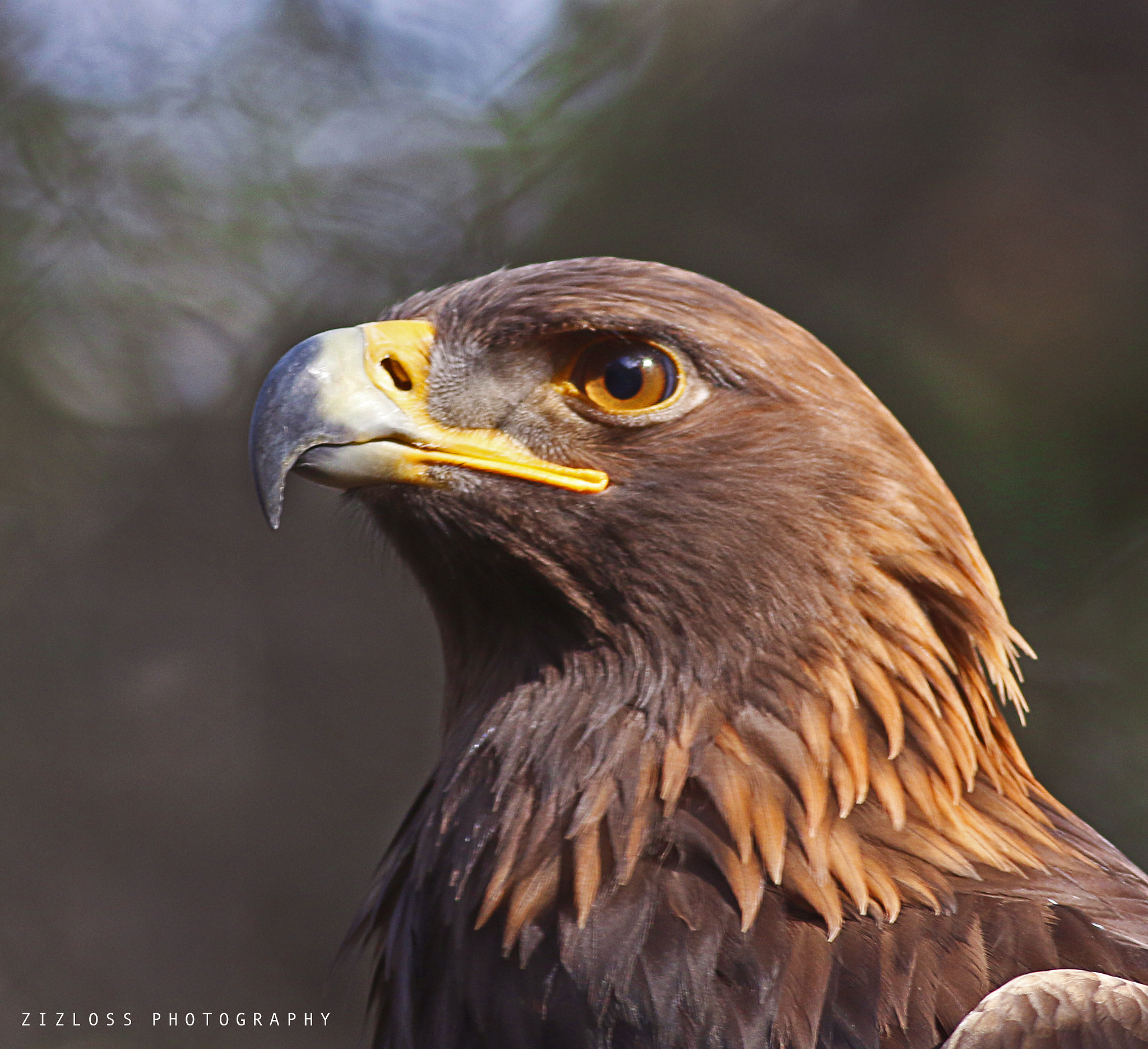 Canon EOS 70D + Canon EF 400mm F5.6L USM sample photo. Eagle photography