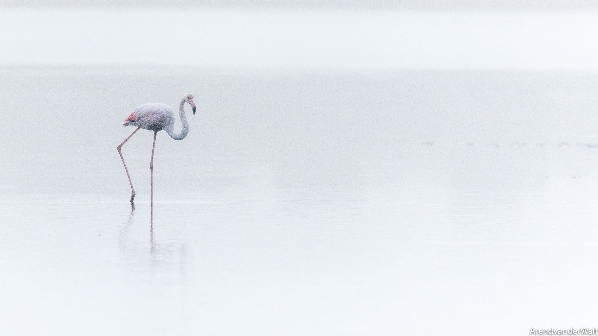 Nikon D7200 + Nikon AF-S Nikkor 500mm F4G ED VR sample photo. Flamingo in the mist photography