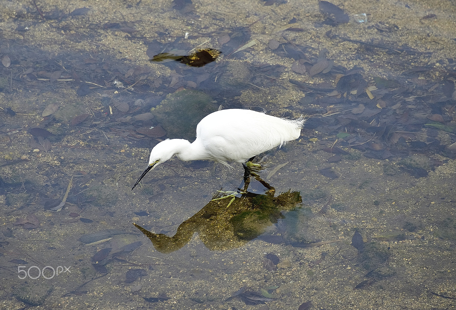 Nikon D800E sample photo. Search for white birds at the water's edge photography