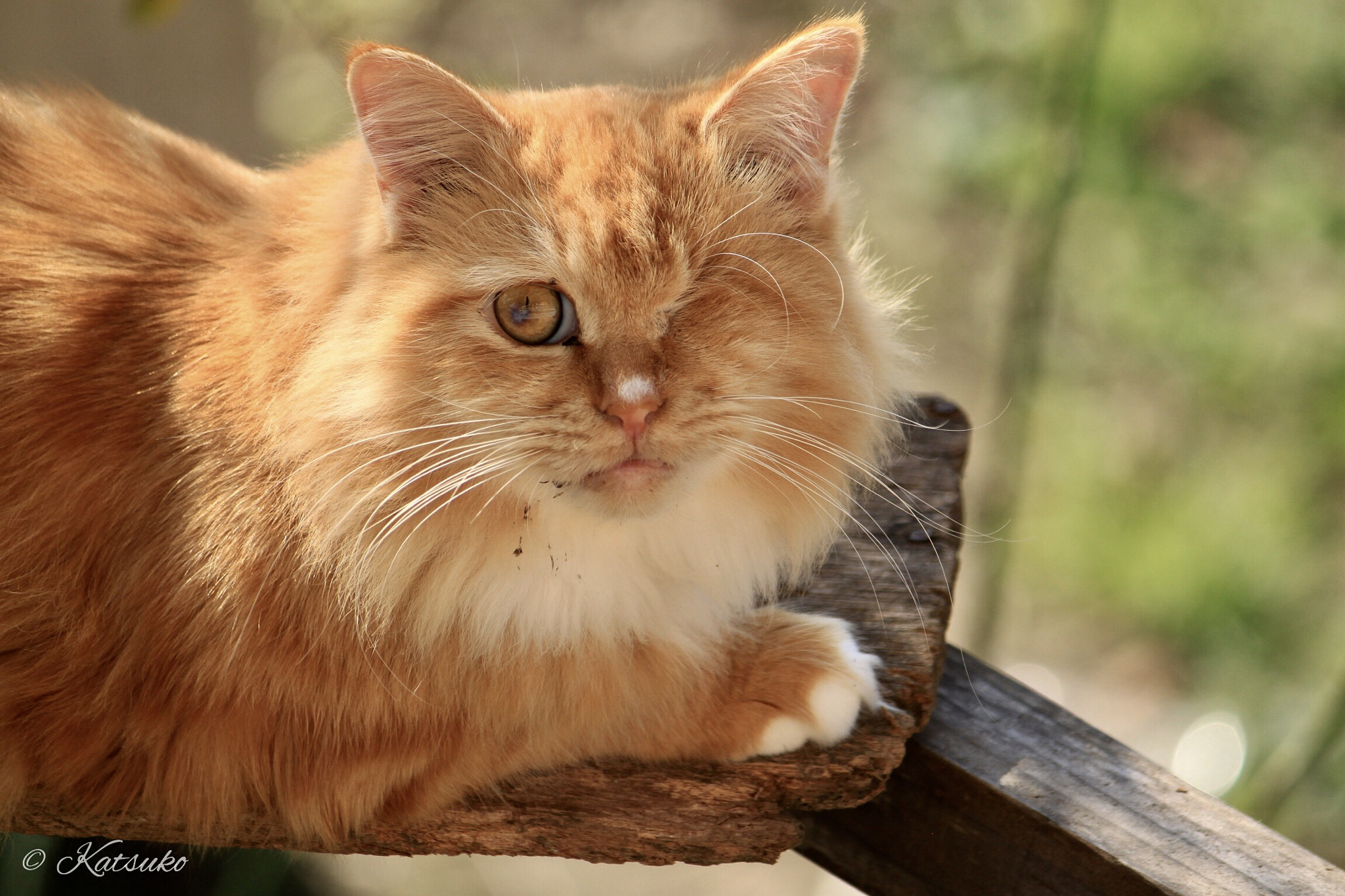 Canon EF-S 55-250mm F4-5.6 IS sample photo. ⭐︎ウインク猫 photography