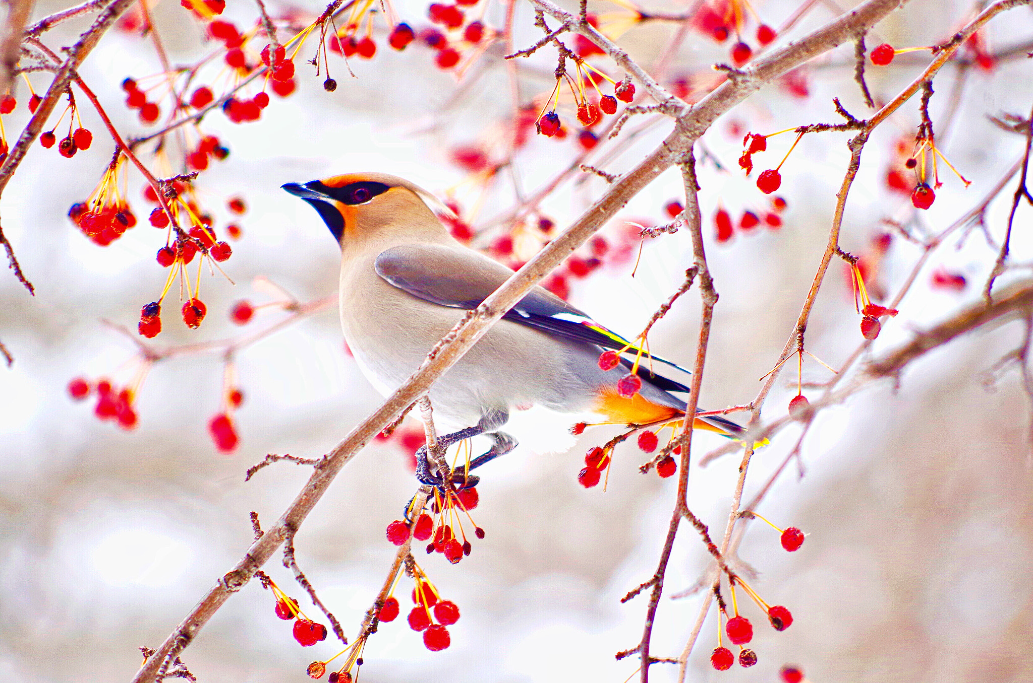 smc PENTAX-DA L 55-300mm F4-5.8 ED sample photo. Waxwing photography