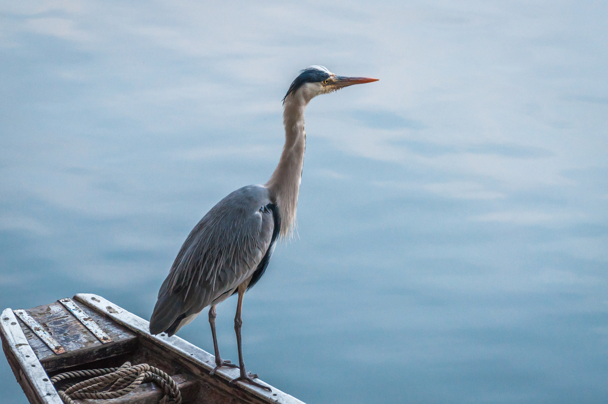 Nikon D5000 sample photo. Heron in kyoto photography
