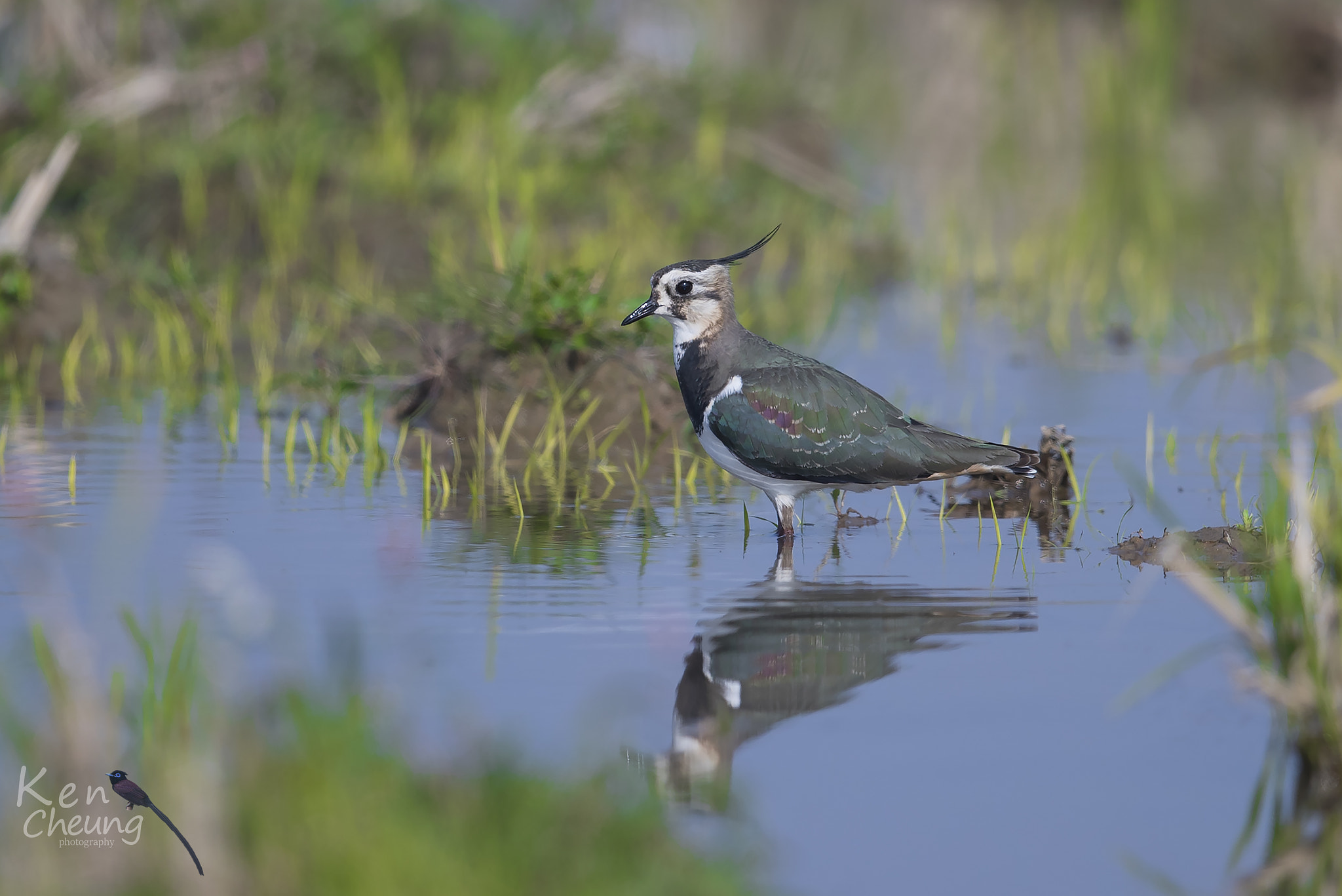 Canon EF 600mm F4L IS II USM sample photo. Vanellus vanellus photography