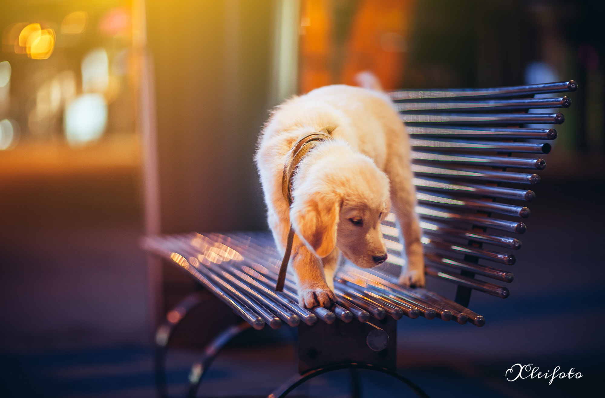 Canon EOS 5D + Canon EF 85mm F1.2L II USM sample photo. Dog photography