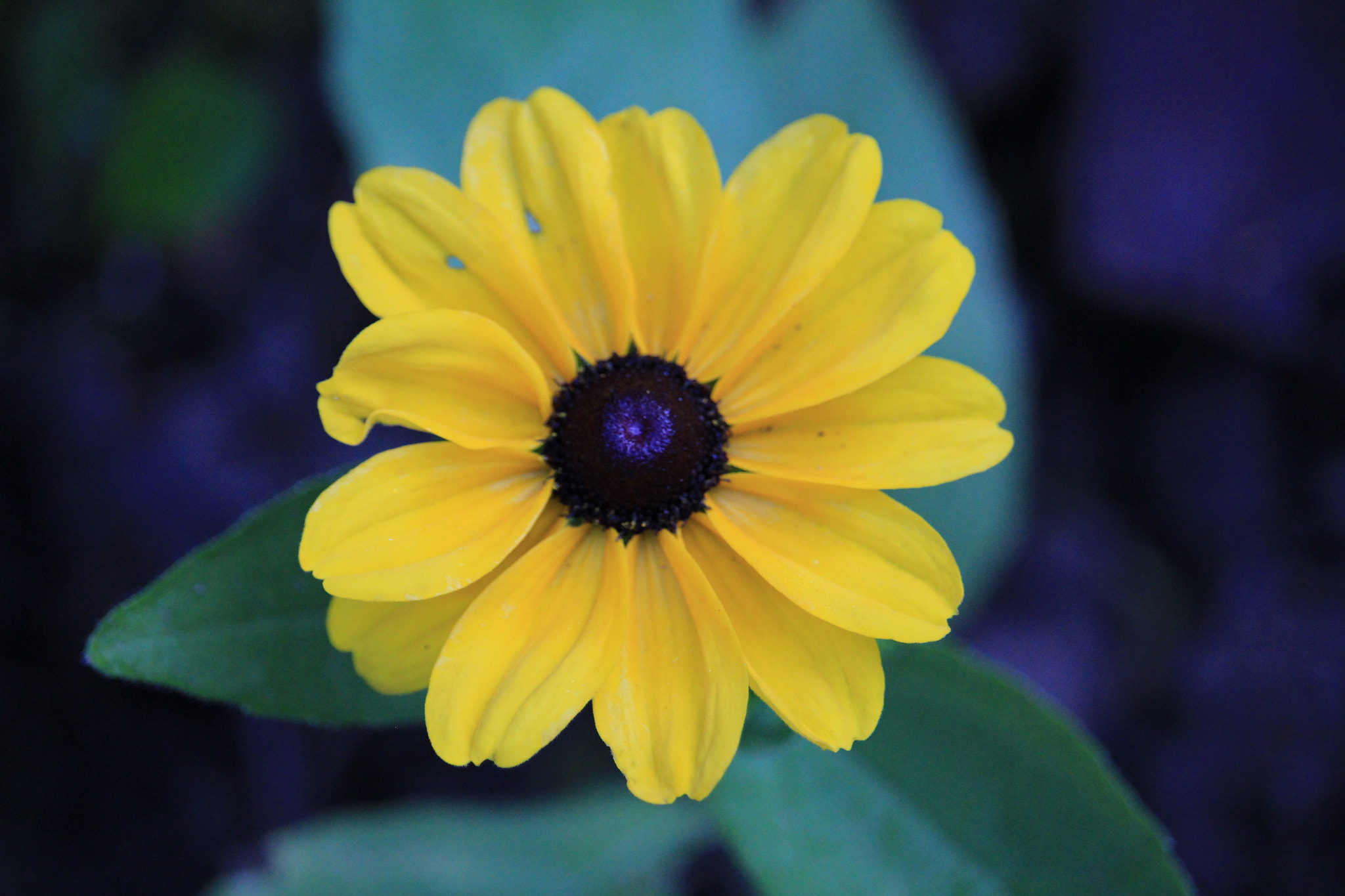 Canon EF-S 55-250mm F4-5.6 IS STM sample photo
