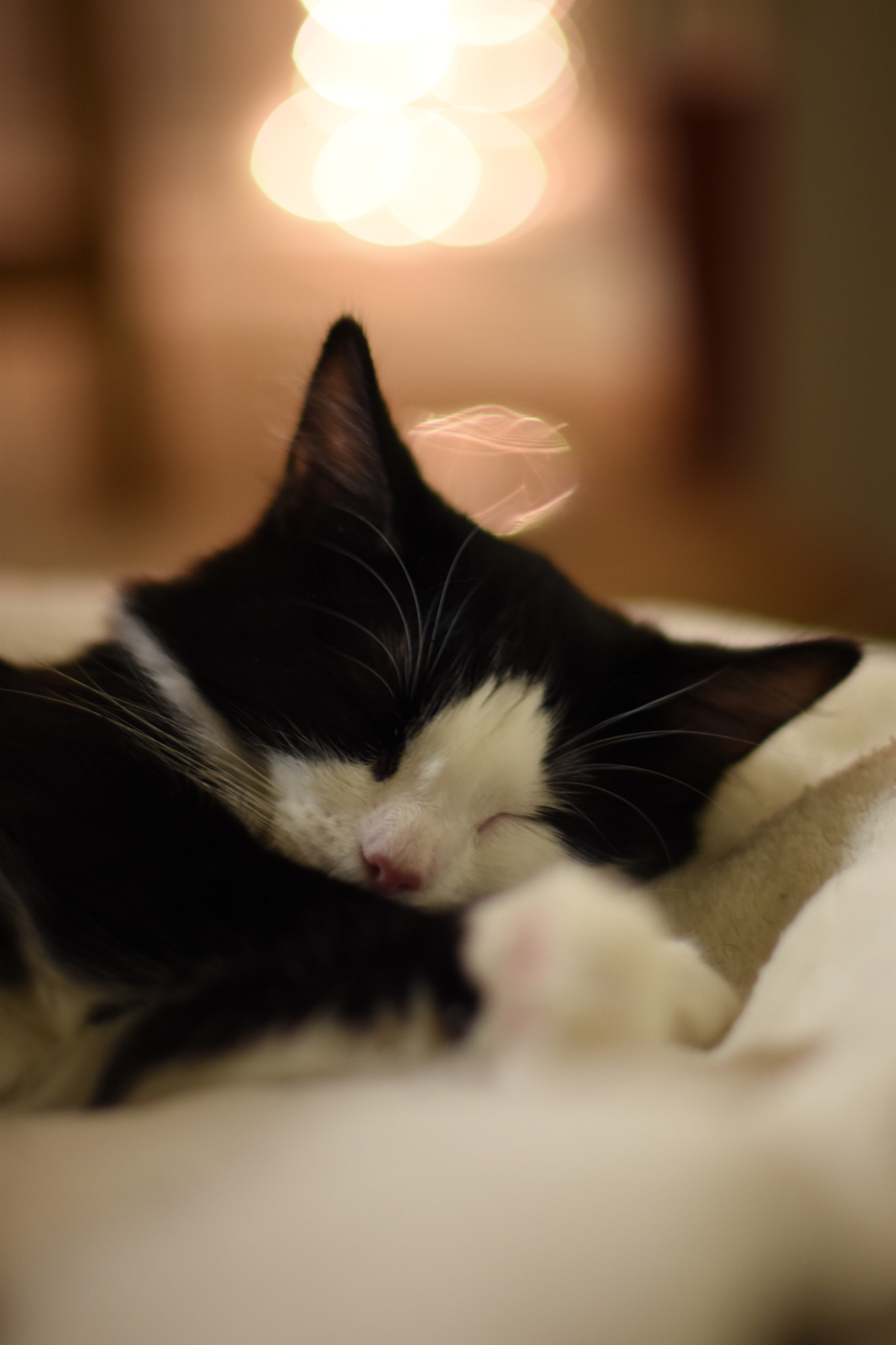 Nikon D7200 + Nikon AF-S Nikkor 50mm F1.4G sample photo. Lucy the tuxedo cat photography