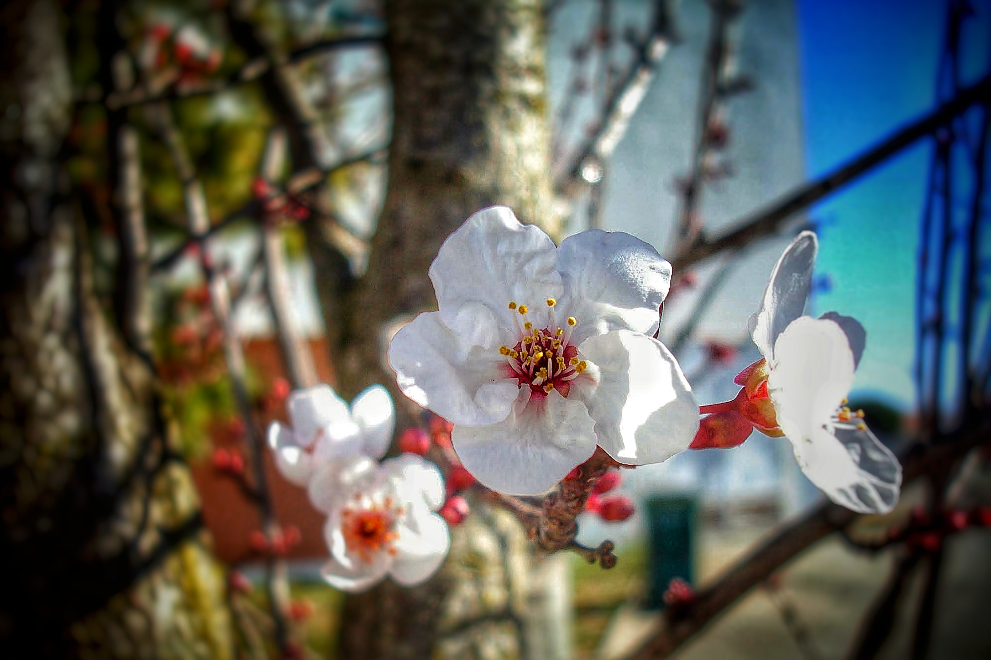 Sony DSC-W80 sample photo. Flores de amendoeira photography