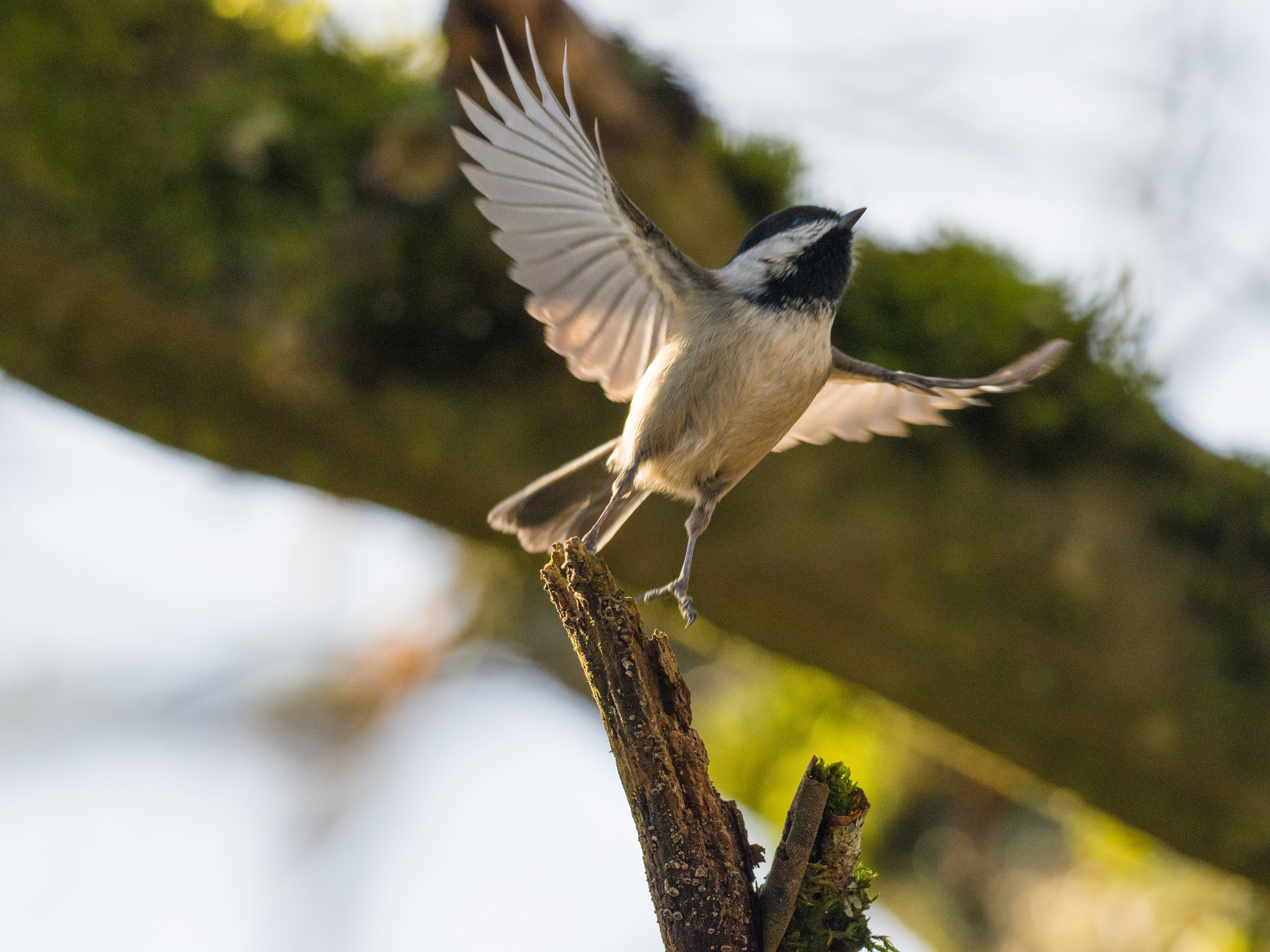 Olympus OM-D E-M1 Mark II + OLYMPUS M.300mm F4.0 sample photo. Lift photography