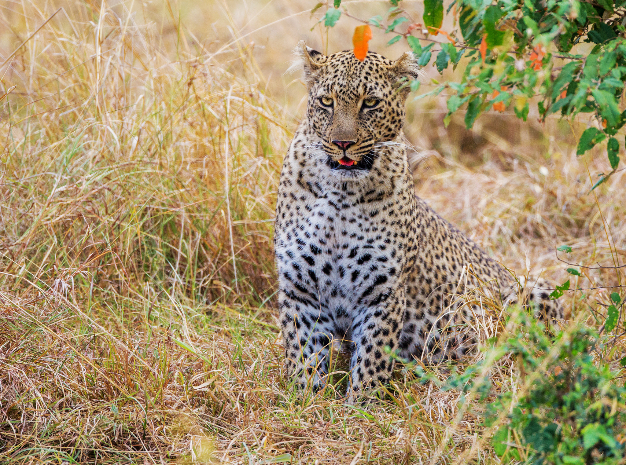 Canon EOS-1D X + Canon EF 800mm F5.6L IS USM sample photo. Ar photography