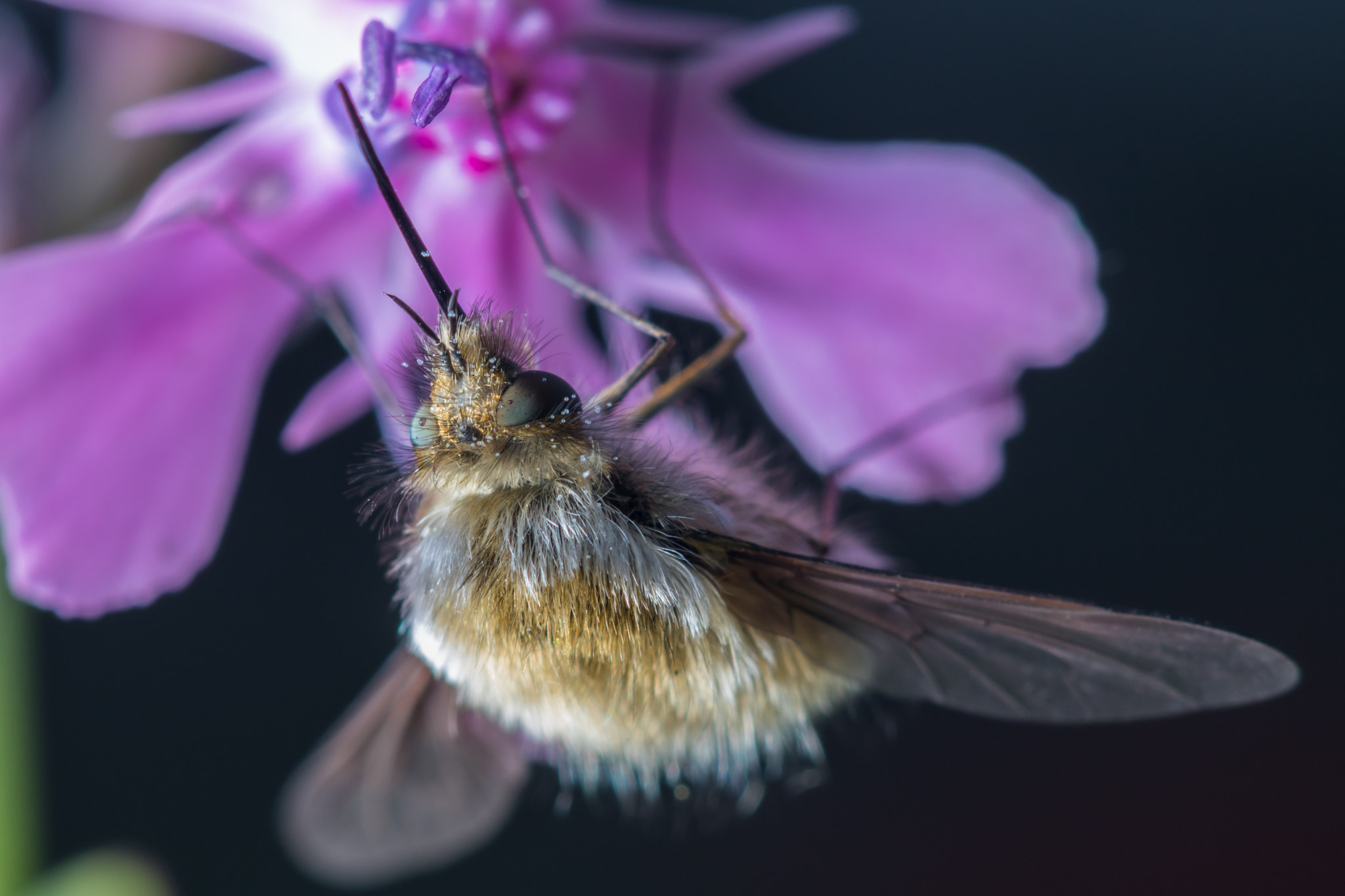 Canon EF 100mm F2.8 Macro USM sample photo. Small world photography
