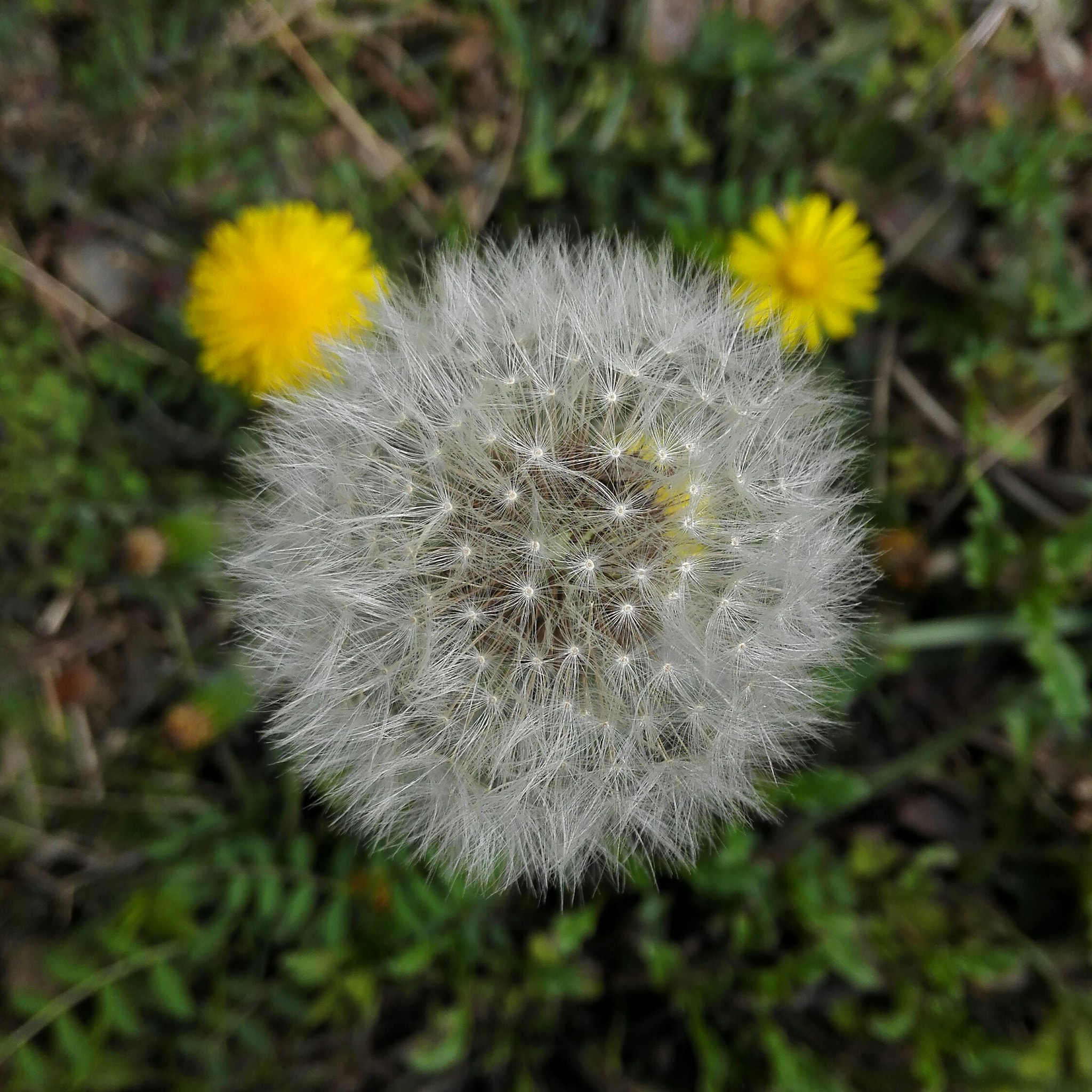 HUAWEI H60-L01 sample photo