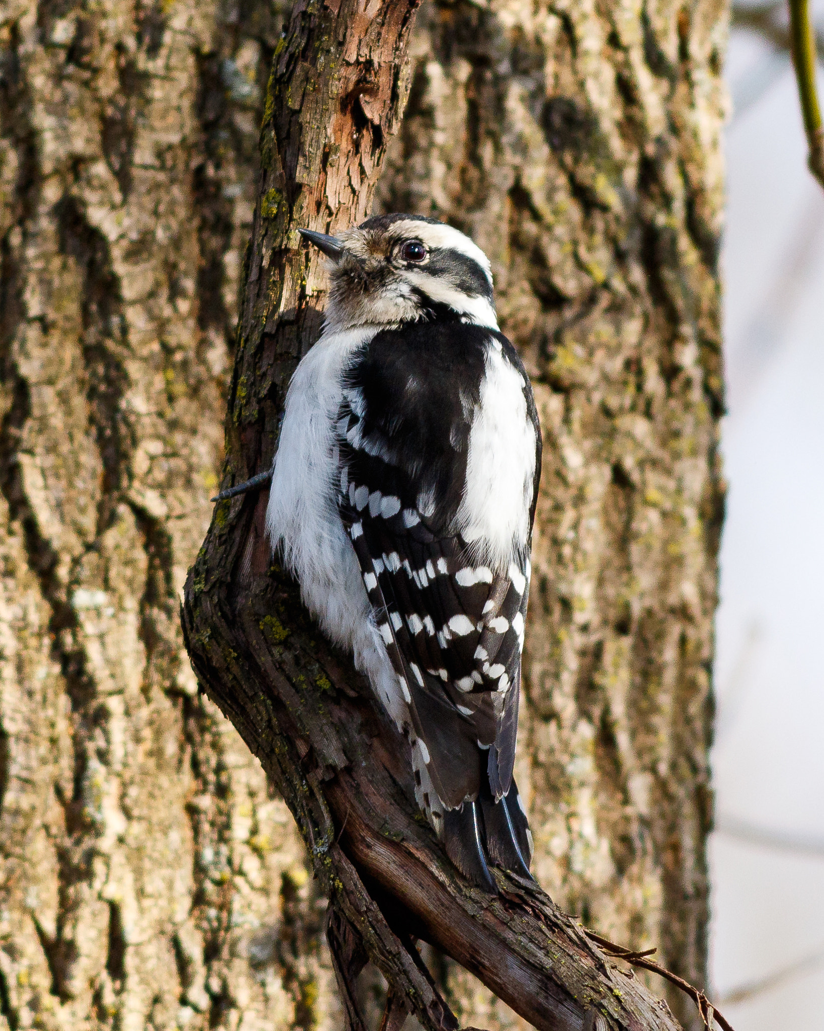 Canon EOS 7D Mark II + Canon EF 300mm F4L IS USM sample photo. Female downy woodpecker photography