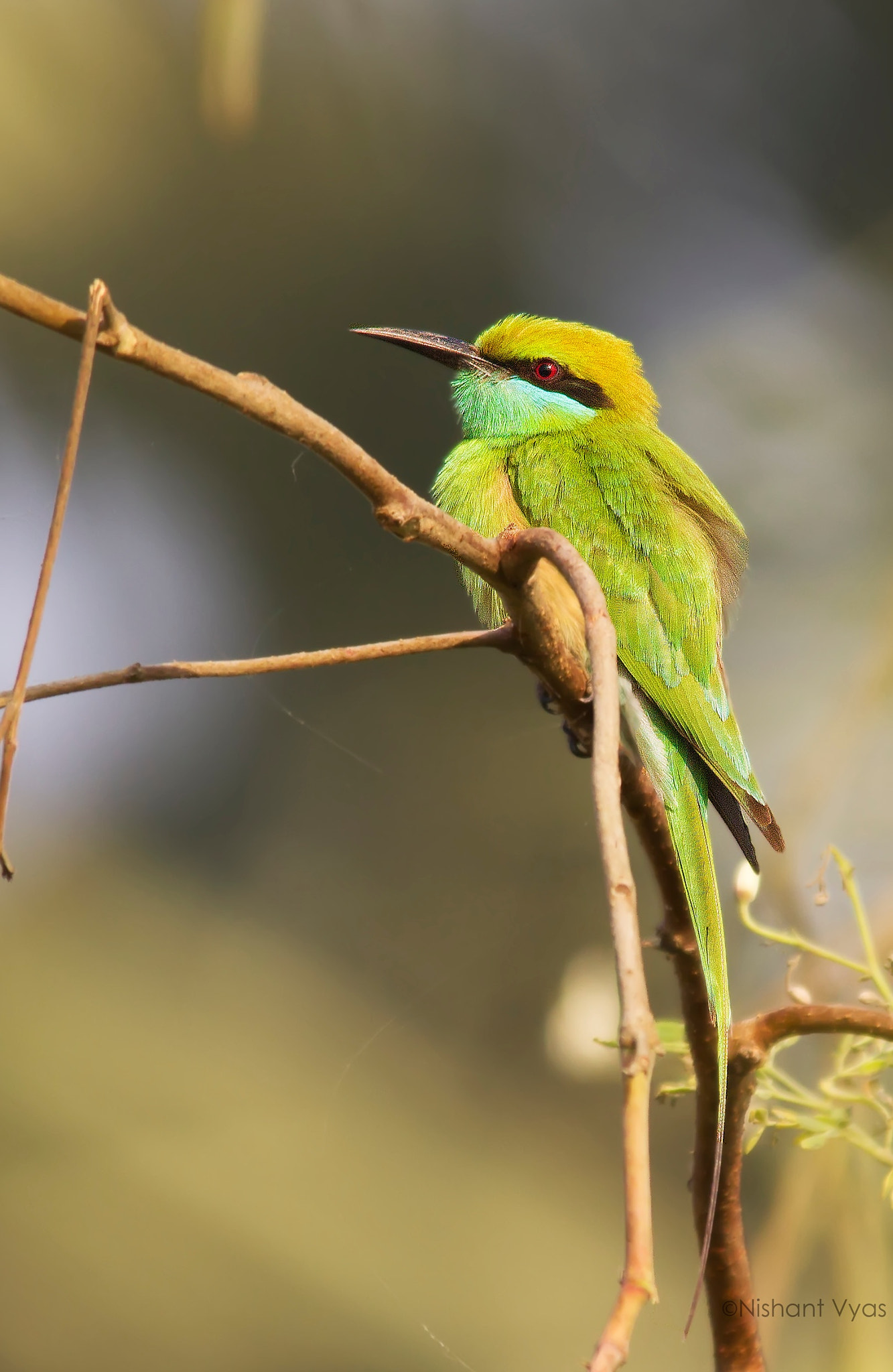 Canon EOS 600D (Rebel EOS T3i / EOS Kiss X5) + Sigma 150-500mm F5-6.3 DG OS HSM sample photo. Green bee eater photography