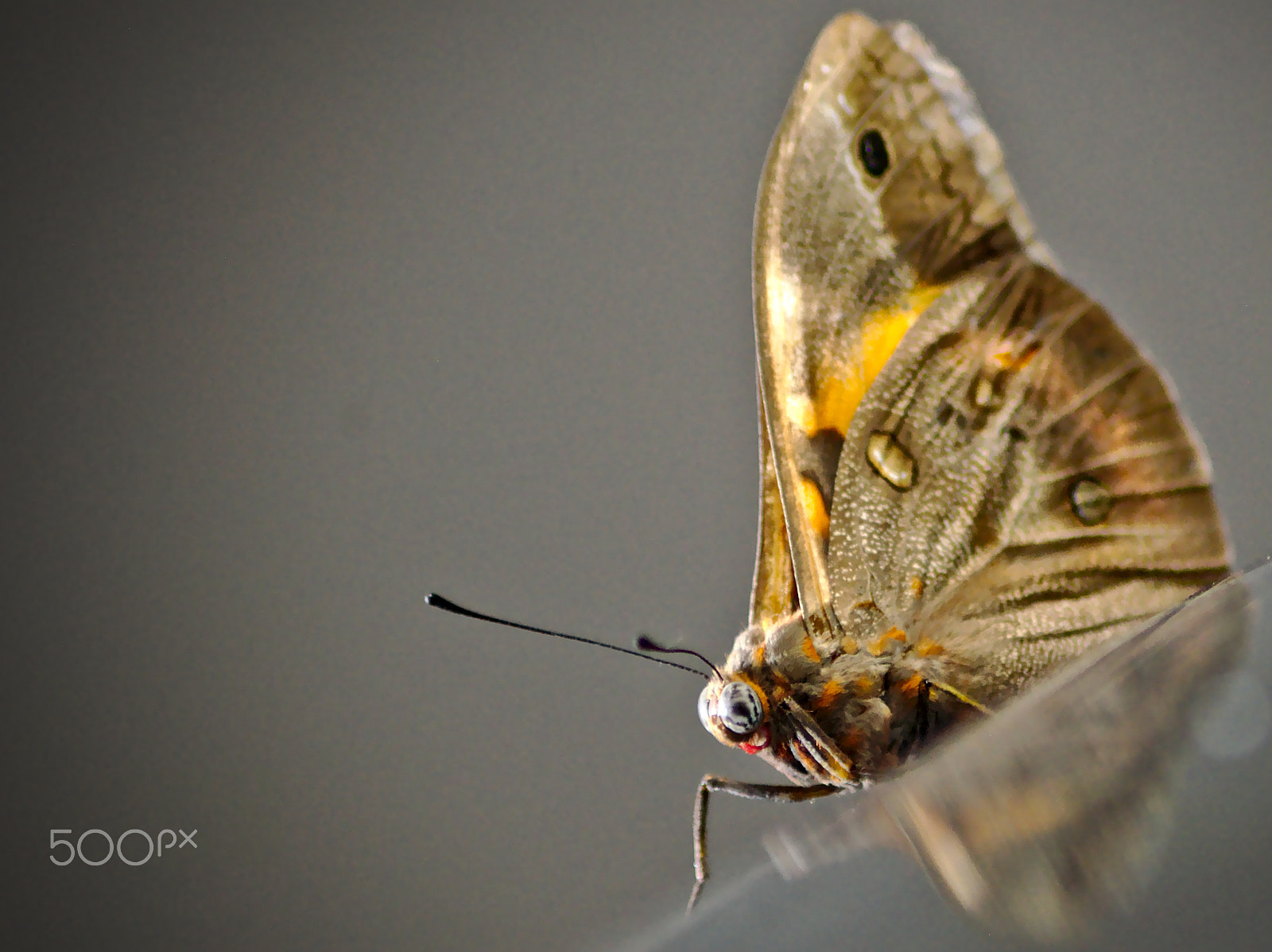 Nikon AF Nikkor 70-300mm F4-5.6G sample photo. Thesimplemoth photography