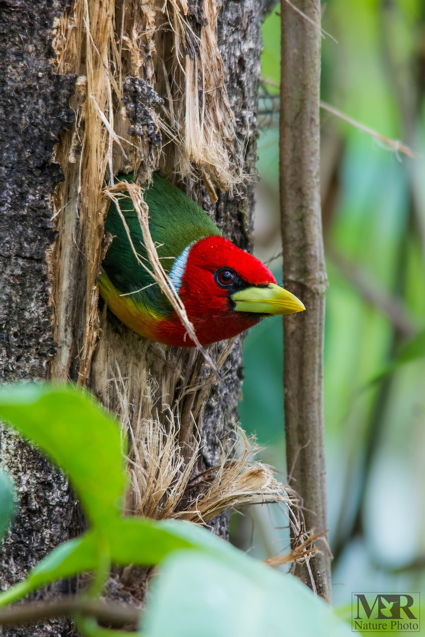 Sigma 150-500mm F5-6.3 DG OS HSM sample photo. Nesting season photography