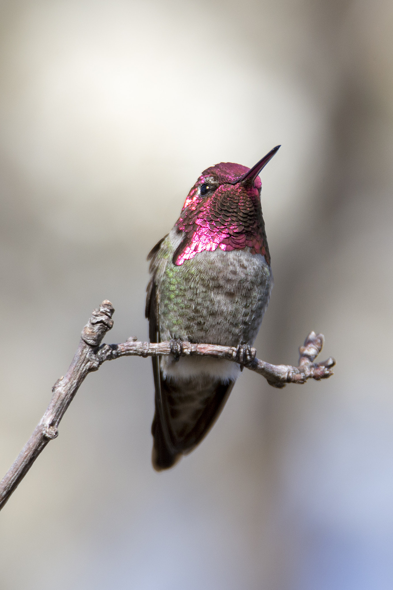 Tamron SP 150-600mm F5-6.3 Di VC USD sample photo. 1 photography
