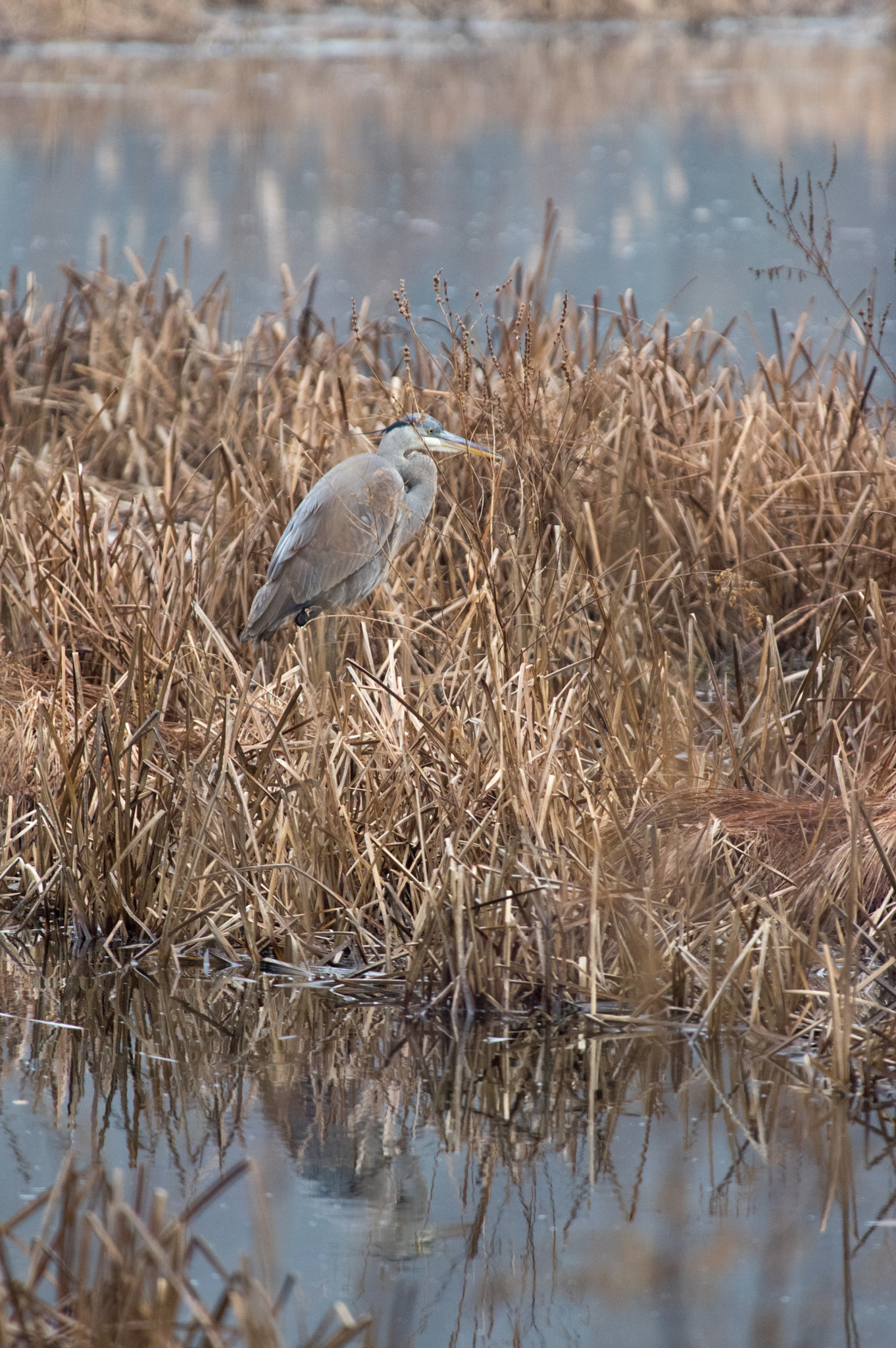 Pentax smc DA* 300mm F4.0 ED (IF) SDM sample photo. Heron hiding in the grass photography