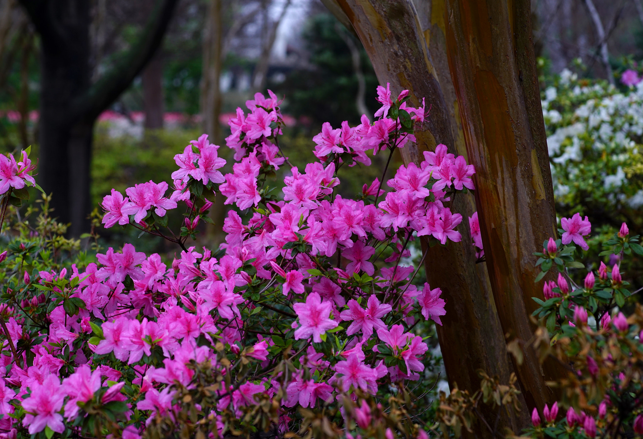 Minolta AF 100mm F2.8 Macro [New] sample photo