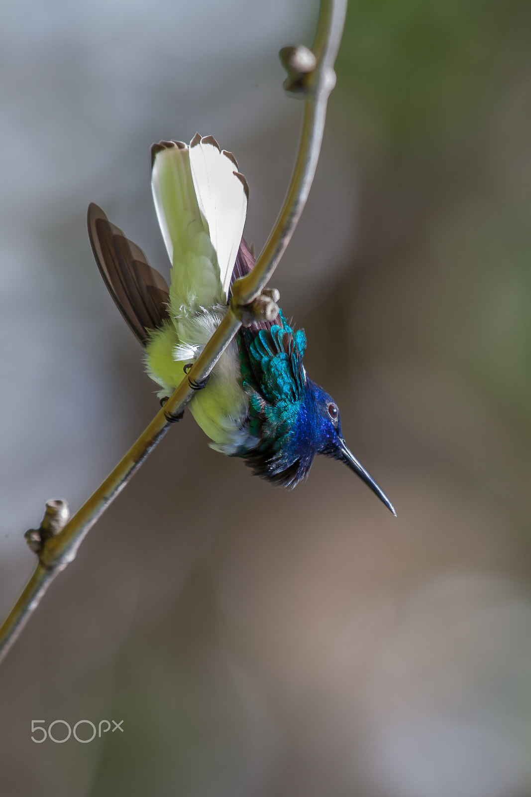 Canon EF 100-400mm F4.5-5.6L IS USM sample photo. White-necked jacobin photography