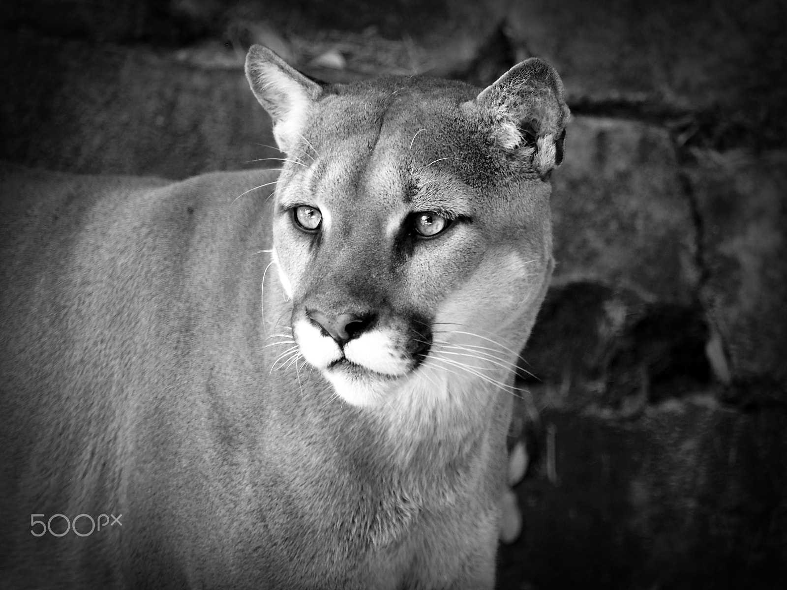 Olympus OM-D E-M1 sample photo. Posed puma photography