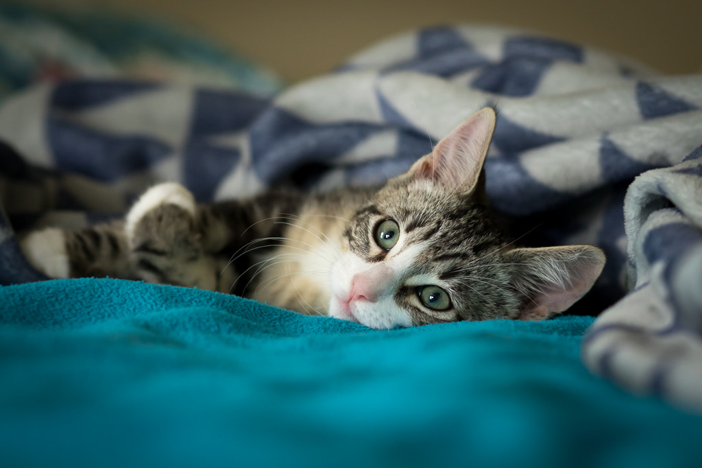 Canon EF 85mm F1.8 USM sample photo. Toby photography