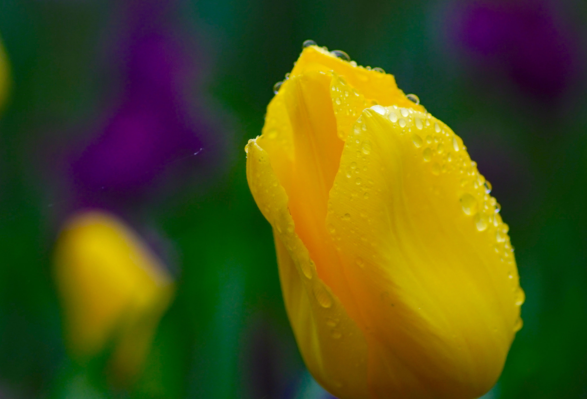 Minolta AF 100mm F2.8 Macro [New] sample photo