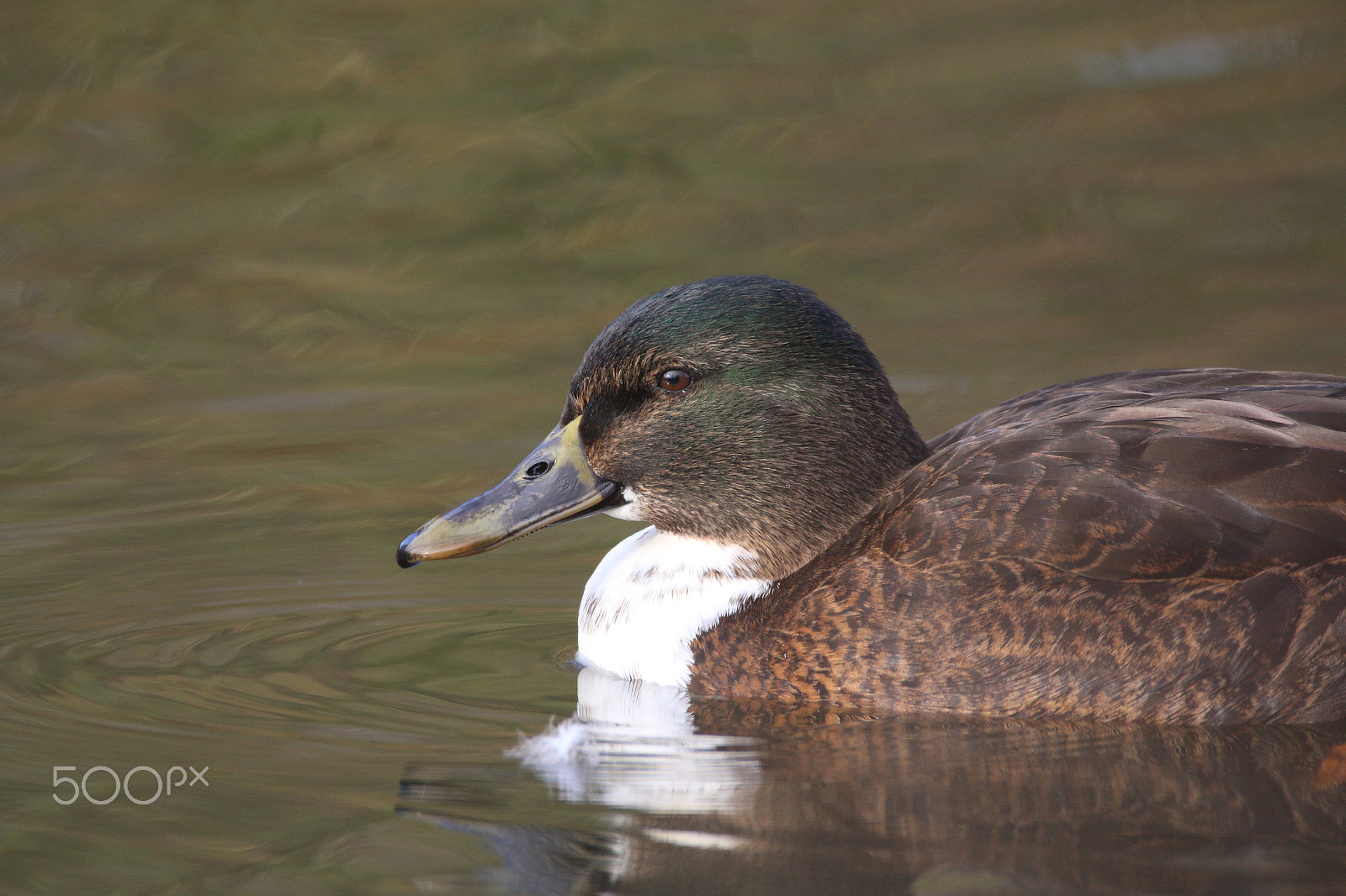 Sigma 150-600mm F5-6.3 DG OS HSM | C sample photo. Duck (female) photography