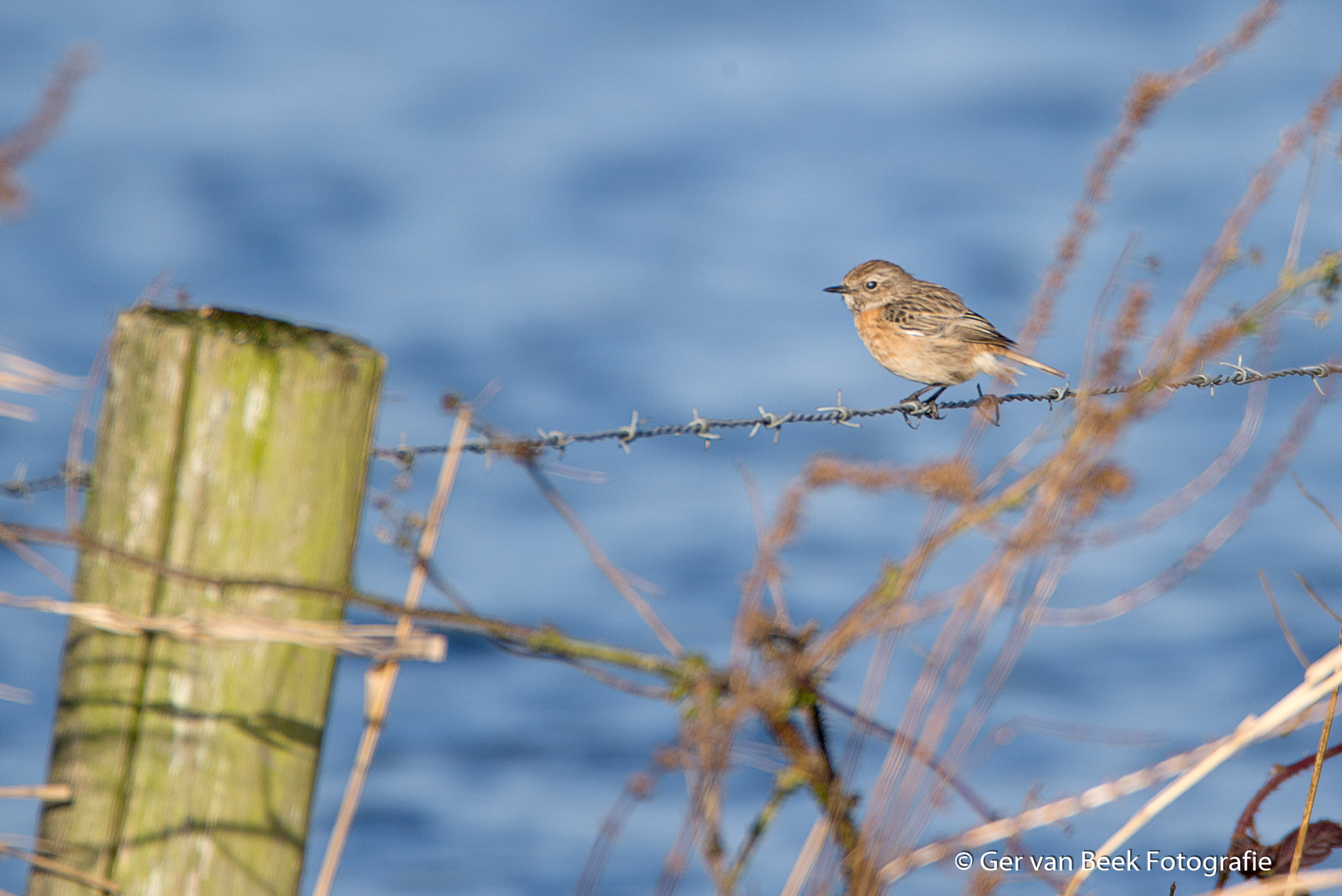 Sigma 150-600mm F5-6.3 DG OS HSM | C sample photo. European stonechat photography