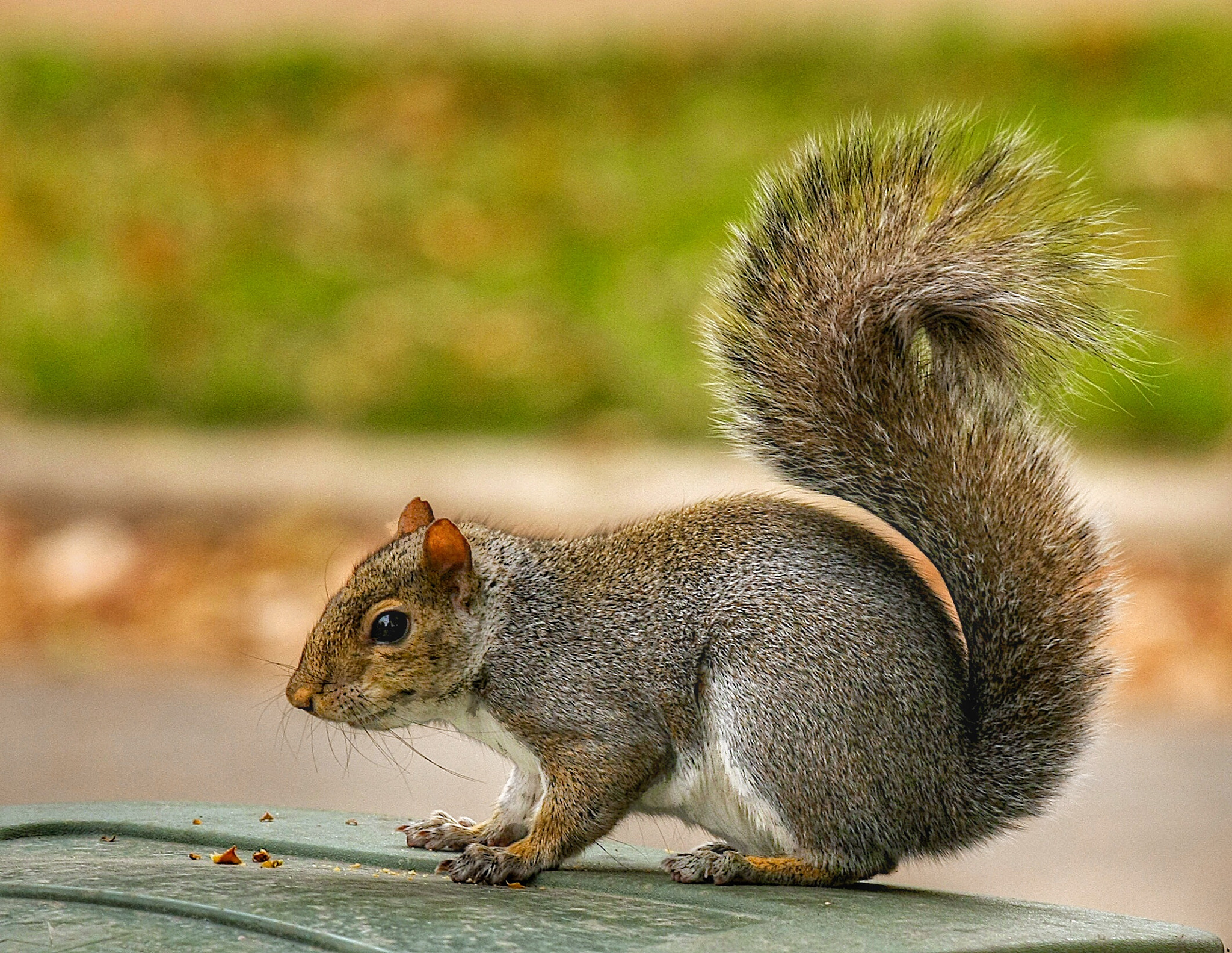 Canon EOS 40D sample photo. Left eye photography