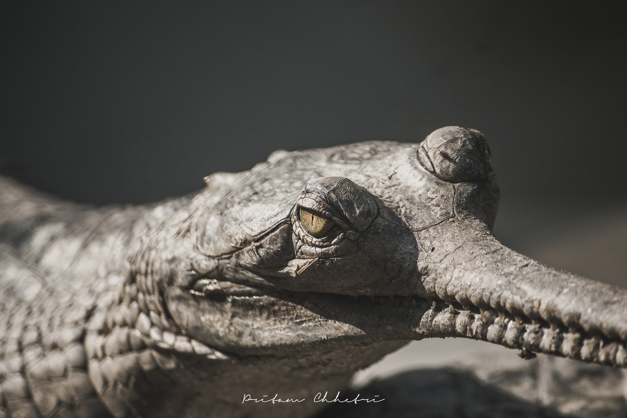 Canon EF-S 55-250mm F4-5.6 IS II sample photo. Gharial photography