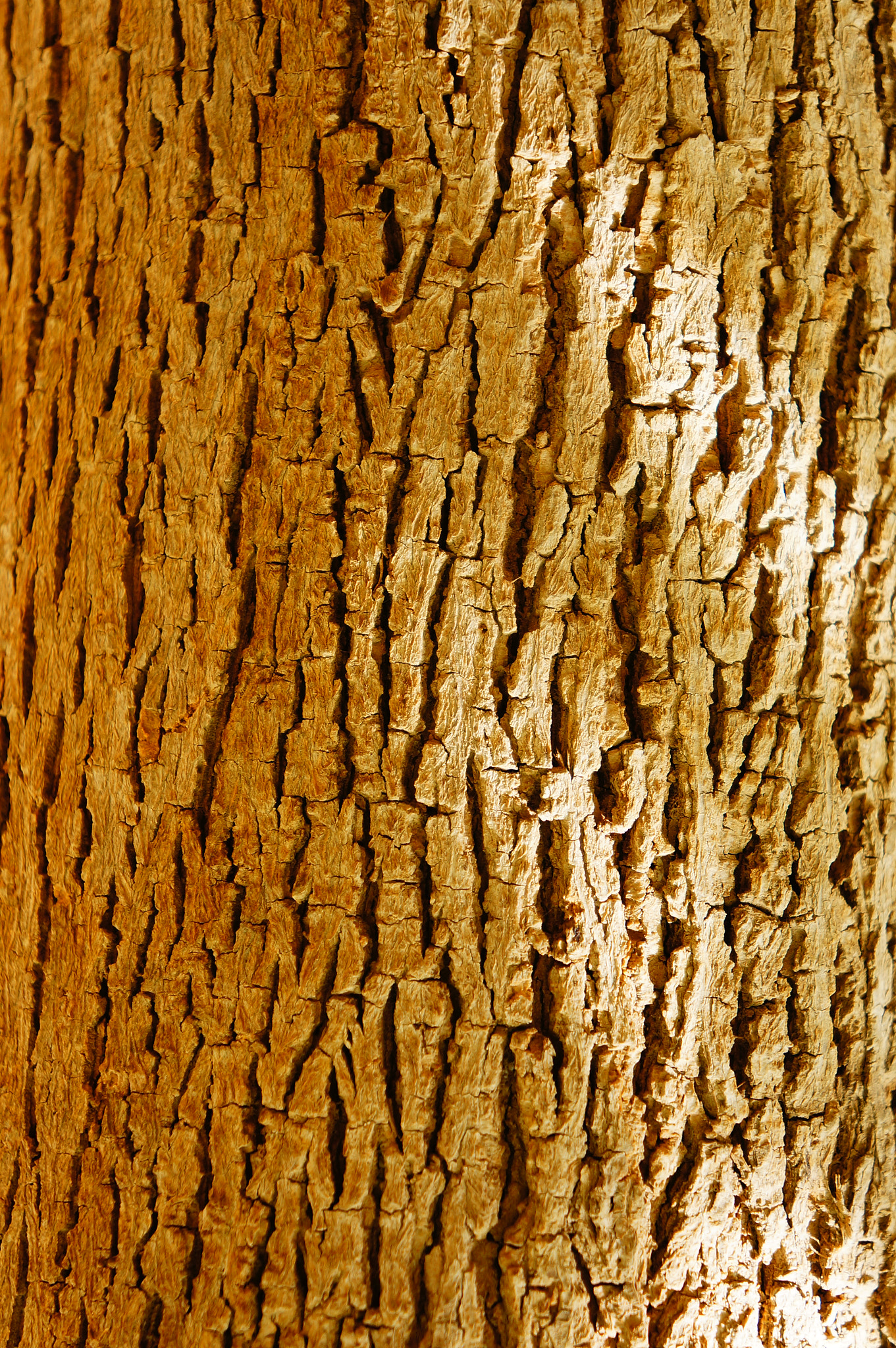 Sony E 18-55mm F3.5-5.6 OSS sample photo. Tree trunk photography
