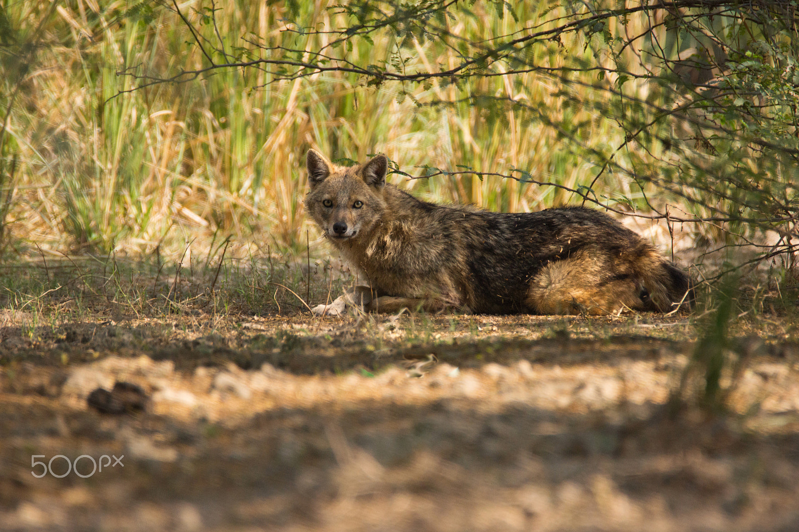 Sony SLT-A65 (SLT-A65V) sample photo. Jackal photography