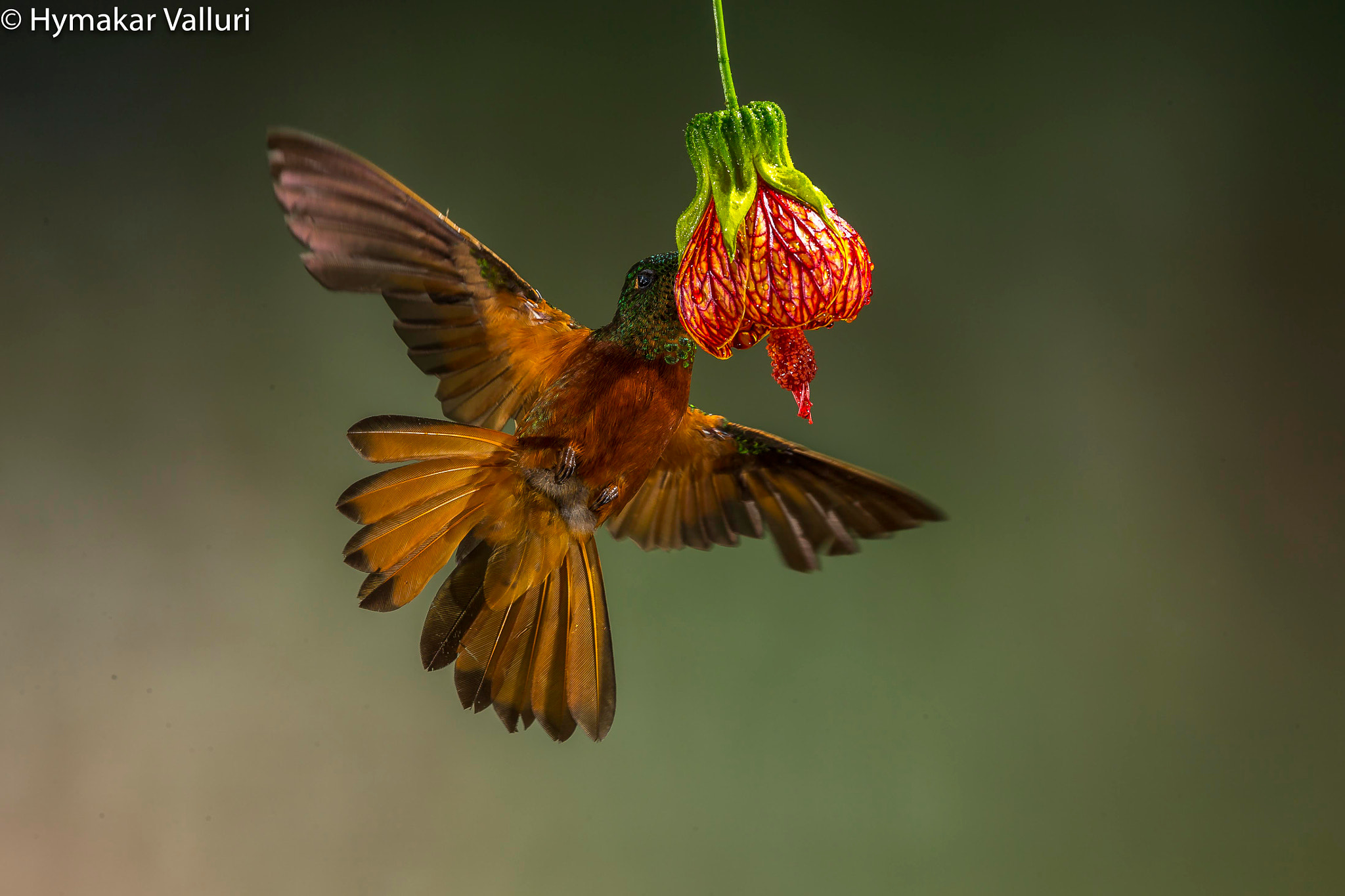 Canon EOS-1D X sample photo. Chestnut breasted coronet photography