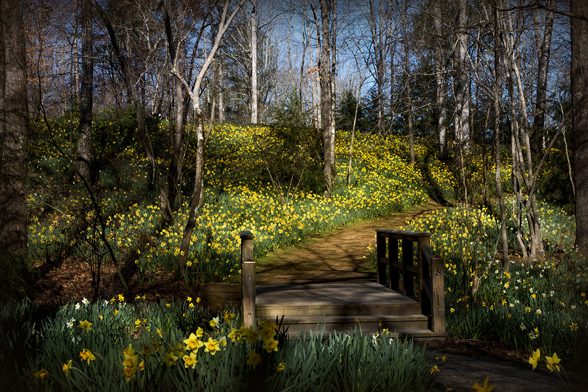 Canon EOS 70D + Canon EF 17-40mm F4L USM sample photo. Daffodil path photography