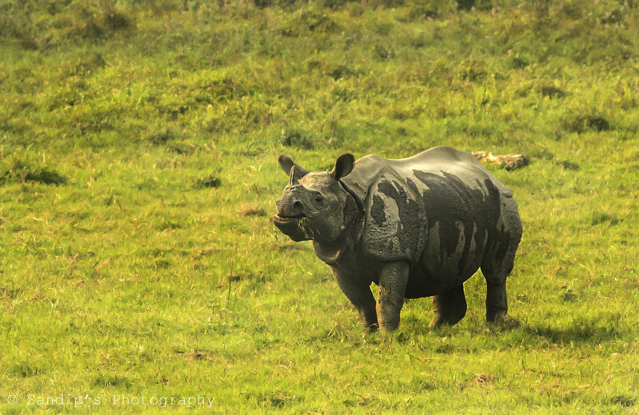 Canon EOS 600D (Rebel EOS T3i / EOS Kiss X5) + Canon EF 400mm F5.6L USM sample photo. Greater one-horned rhinoceros..... photography