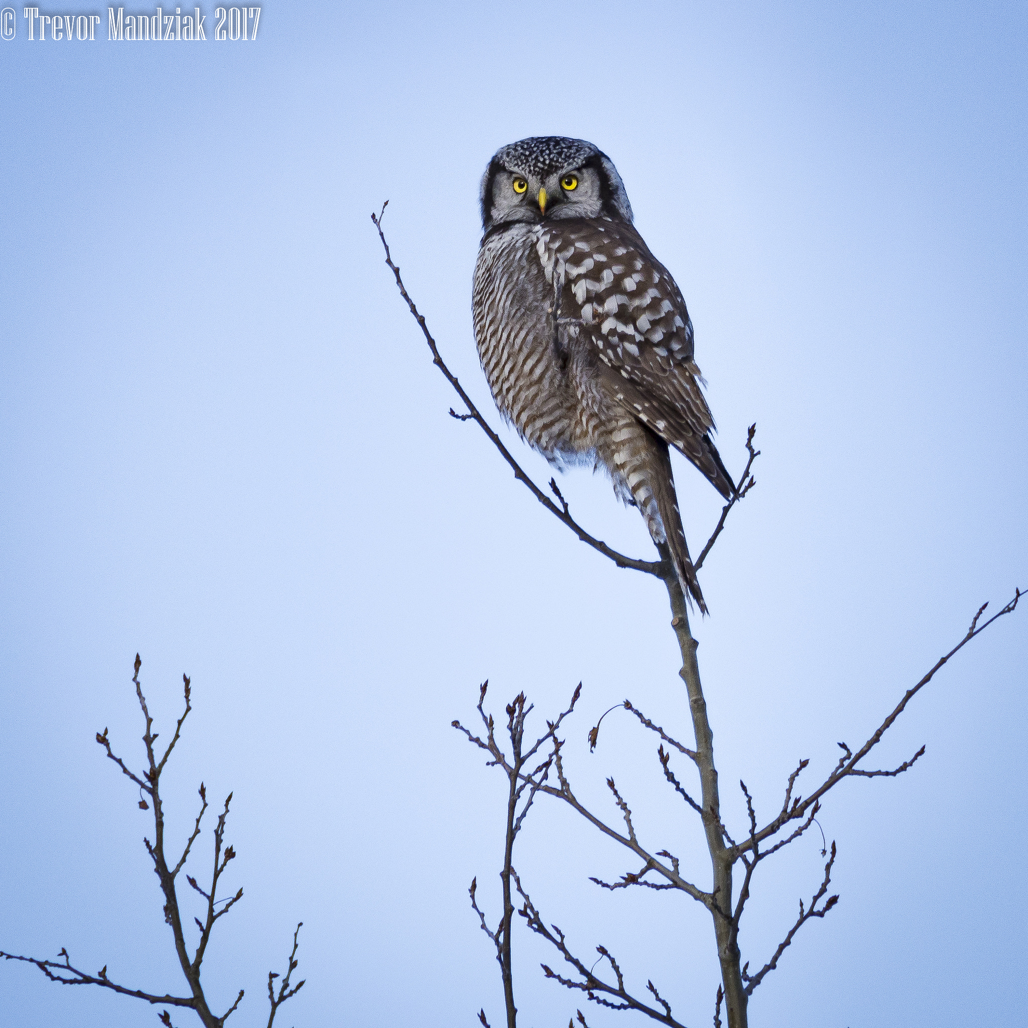 Olympus OM-D E-M10 II sample photo. Top of the food chain!?! photography