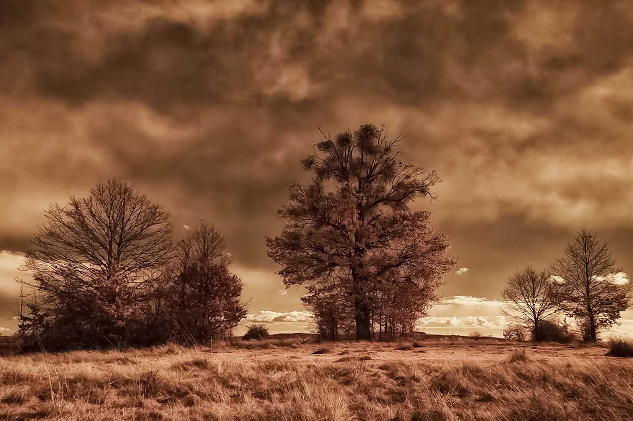 Sigma SD15 sample photo. Trees in infrared photography