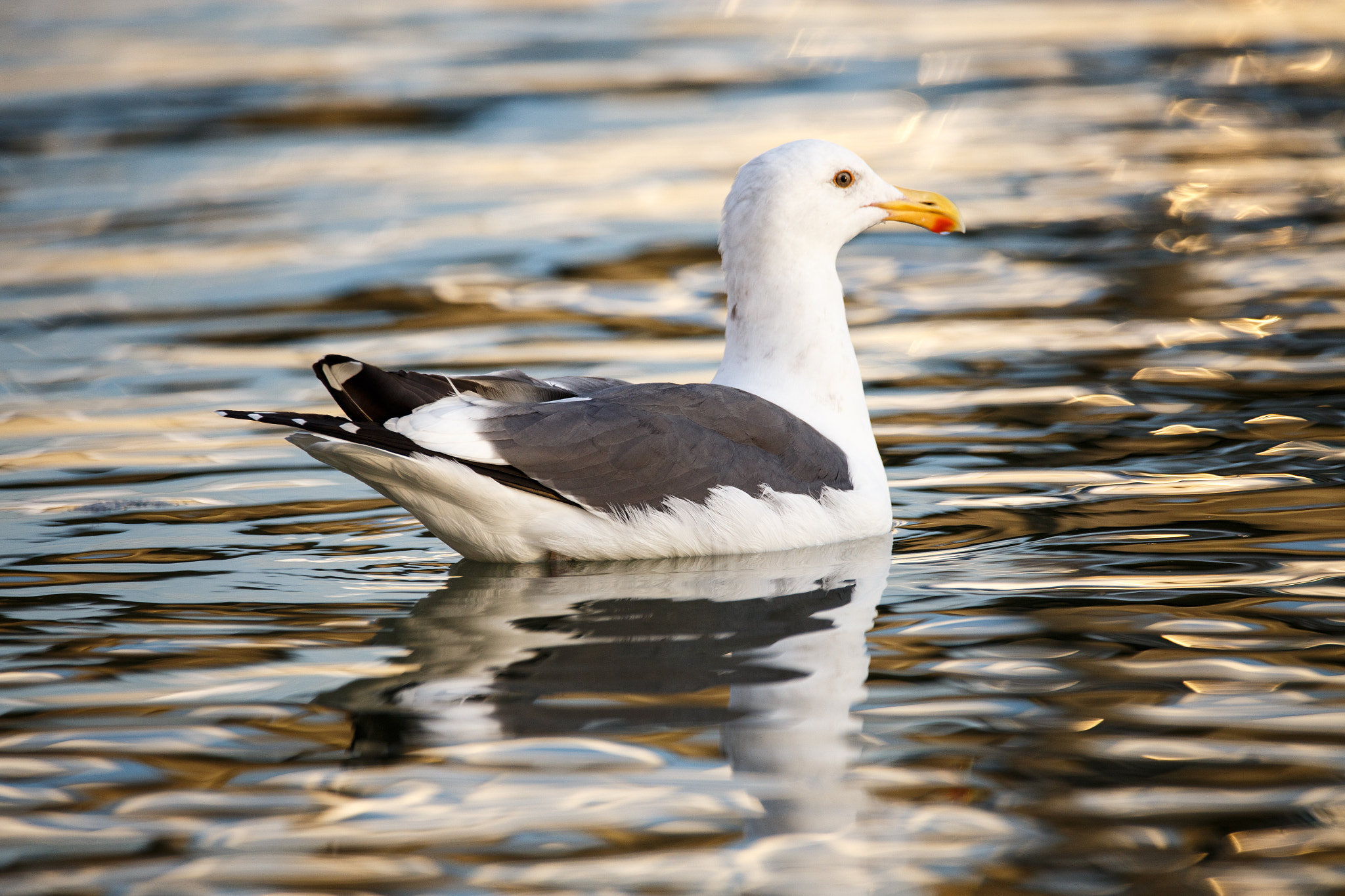 150-600mm F5-6.3 DG OS HSM | Contemporary 015 sample photo. Gull at newport bay photography