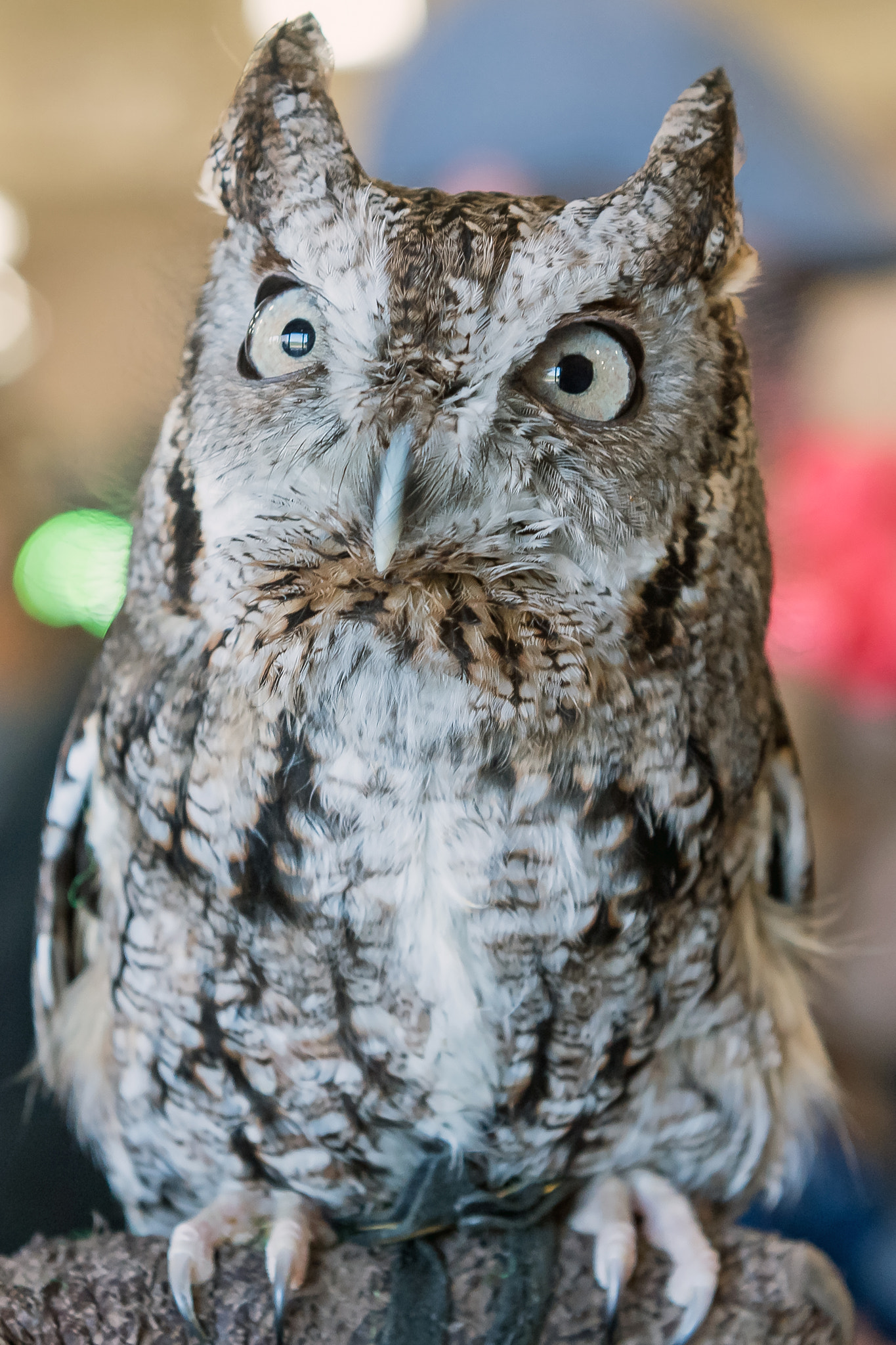 Nikon D5 sample photo. Screech owl photography