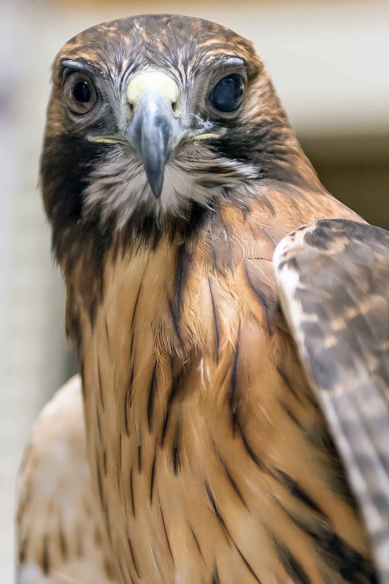 Nikon D5 sample photo. Red tailed hawk photography